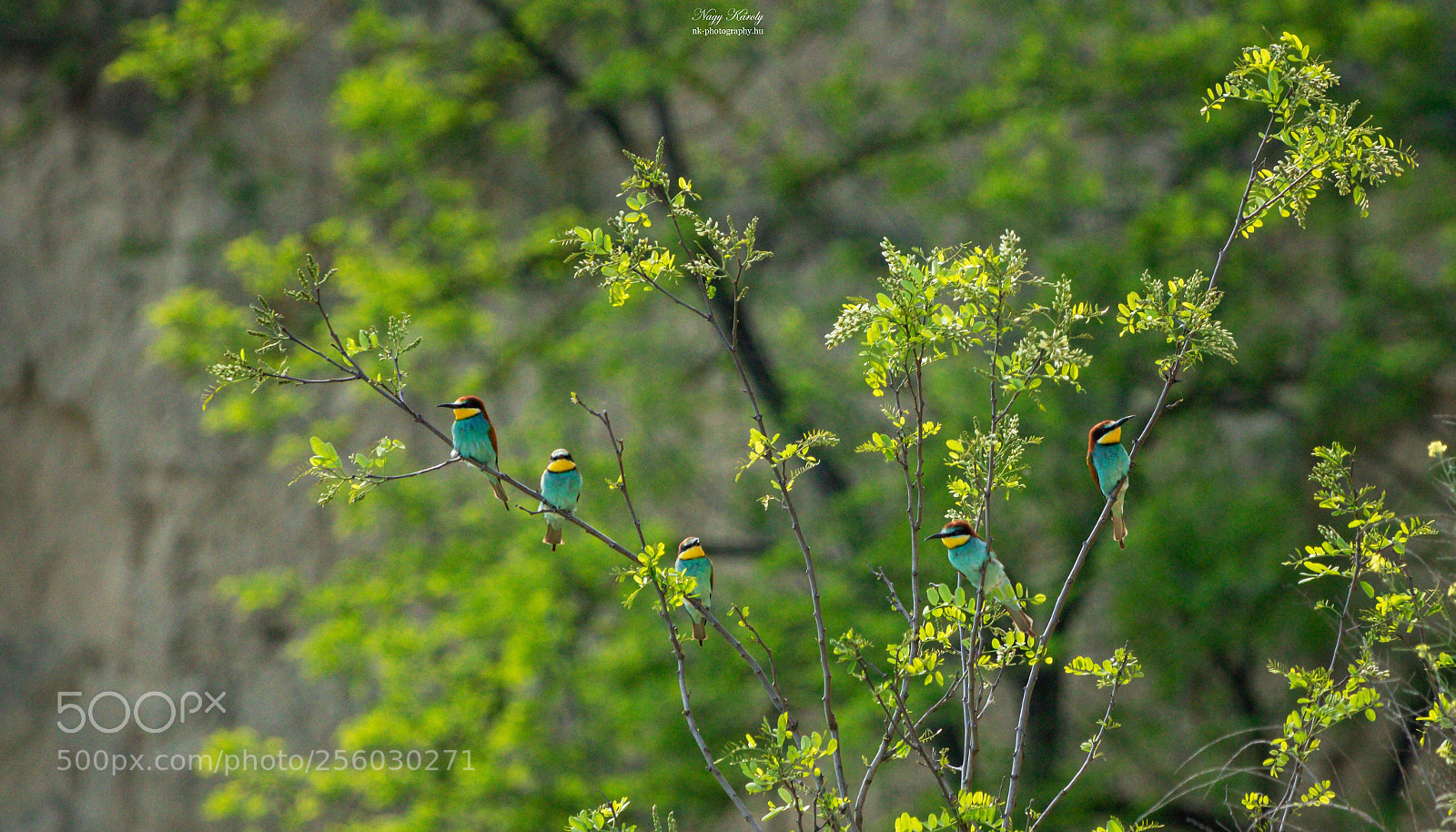 Canon EOS 750D (EOS Rebel T6i / EOS Kiss X8i) sample photo. Bee-eaters photography