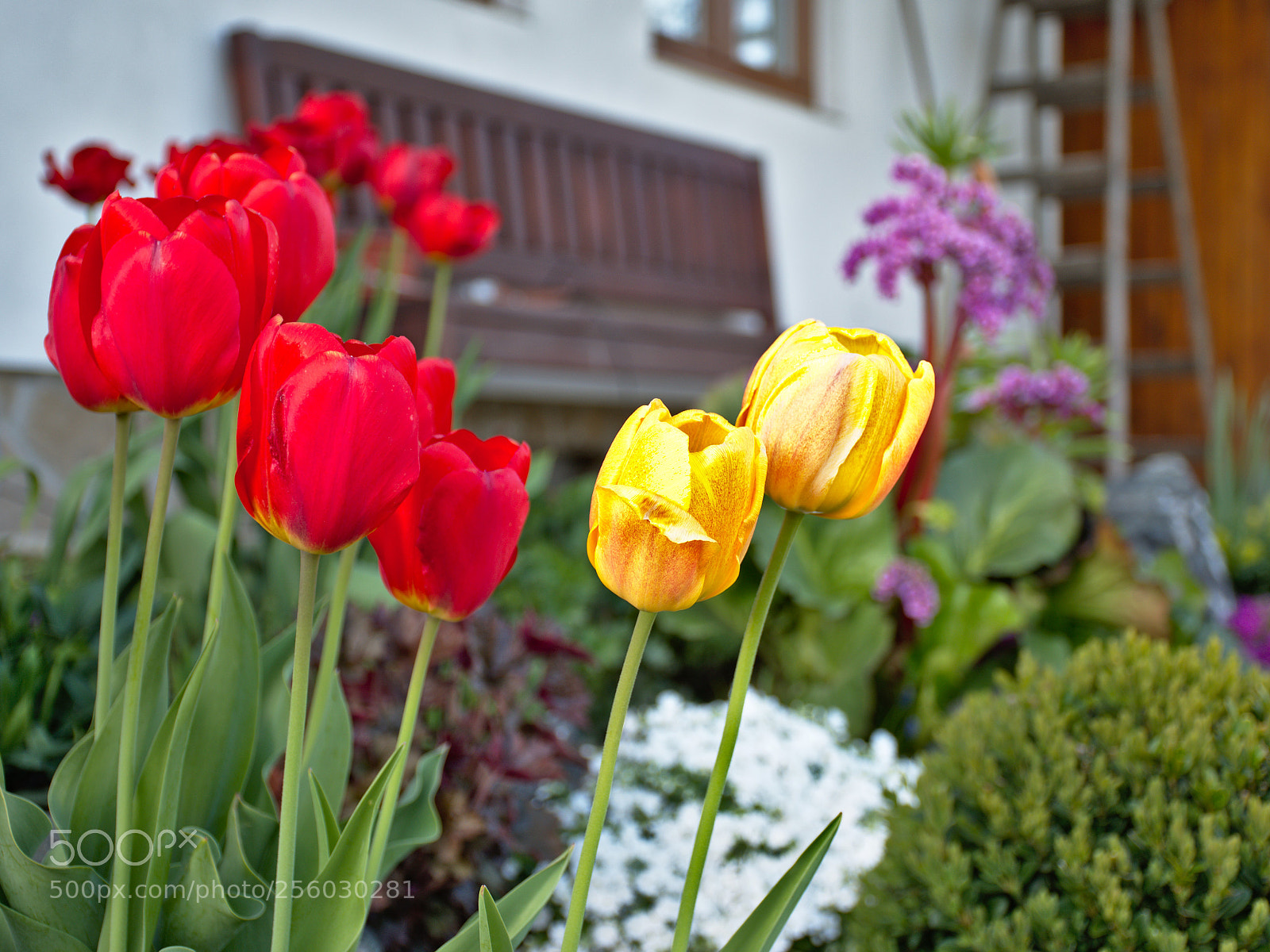 Nikon D5600 sample photo. Spring photography