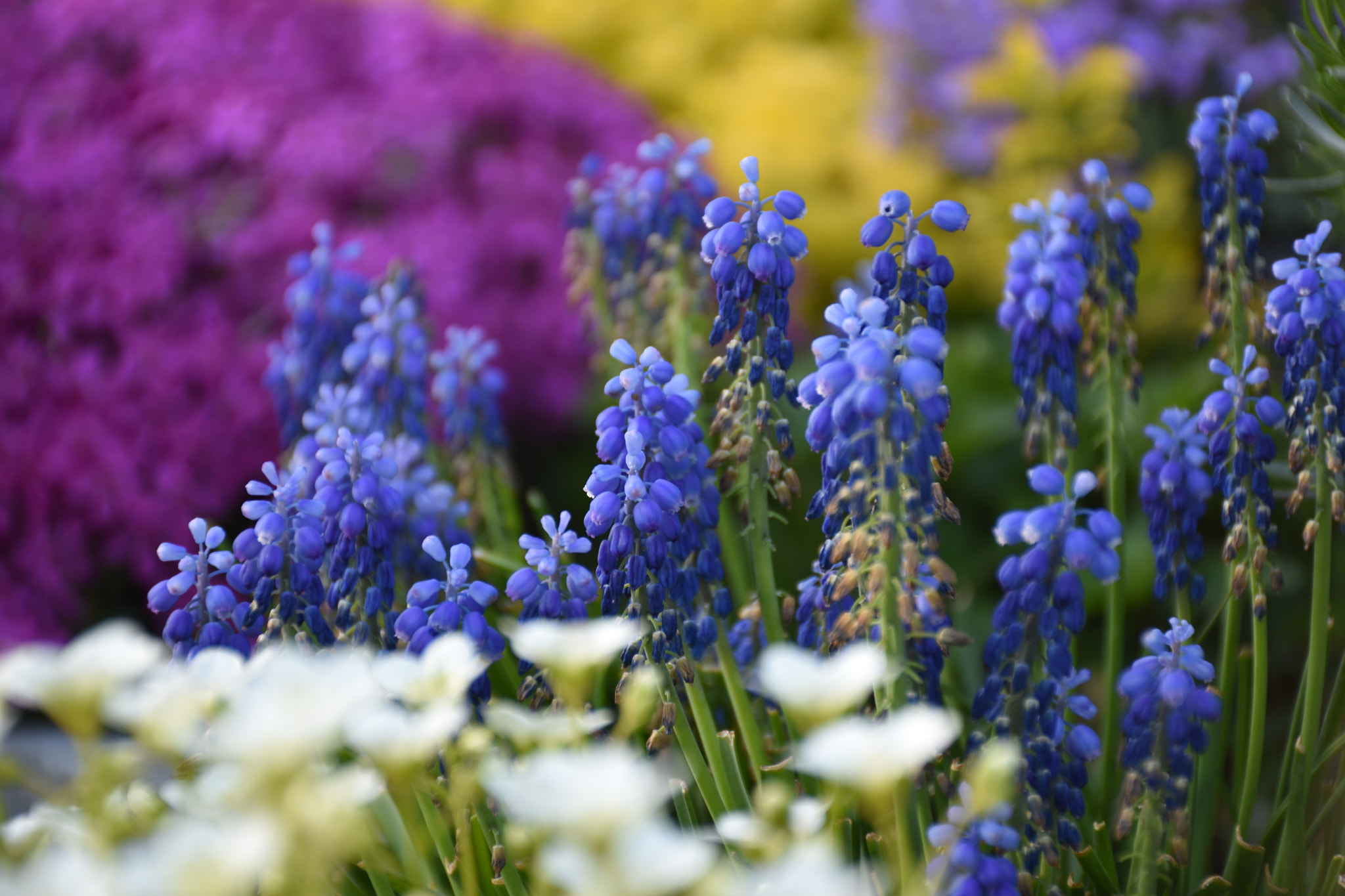 Nikon D5600 sample photo. Spring photography