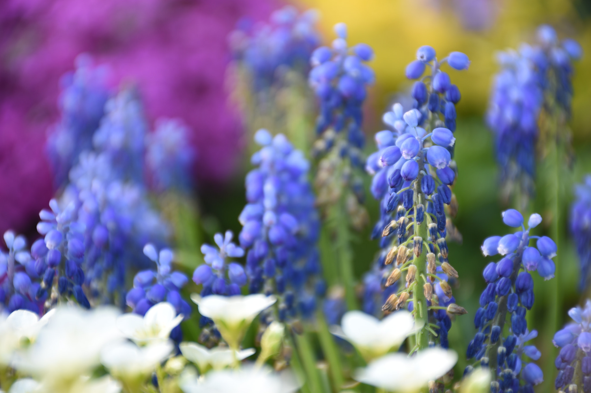 Nikon D5600 sample photo. Spring photography