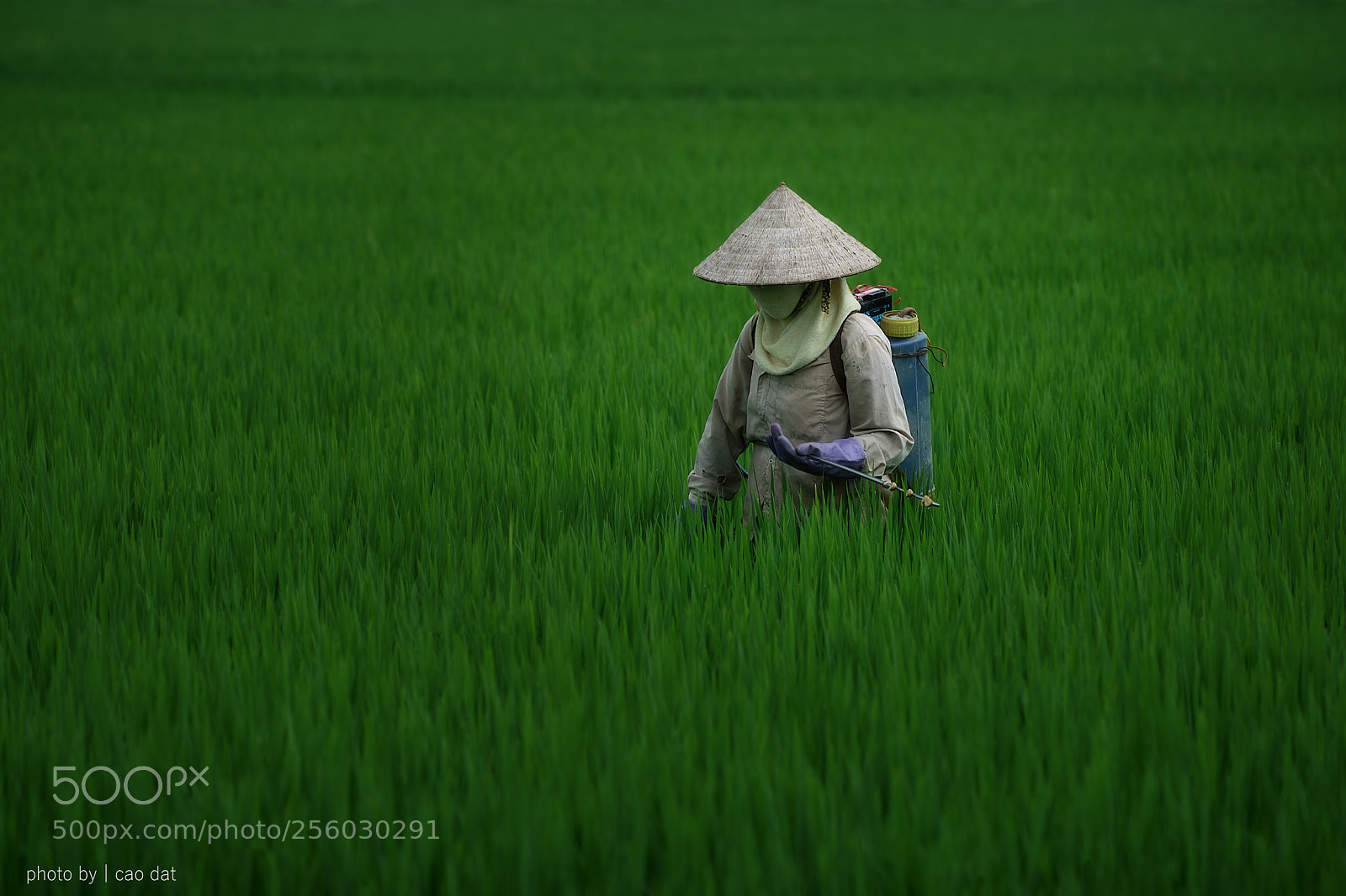 Sony a7 sample photo. Hai duong photography