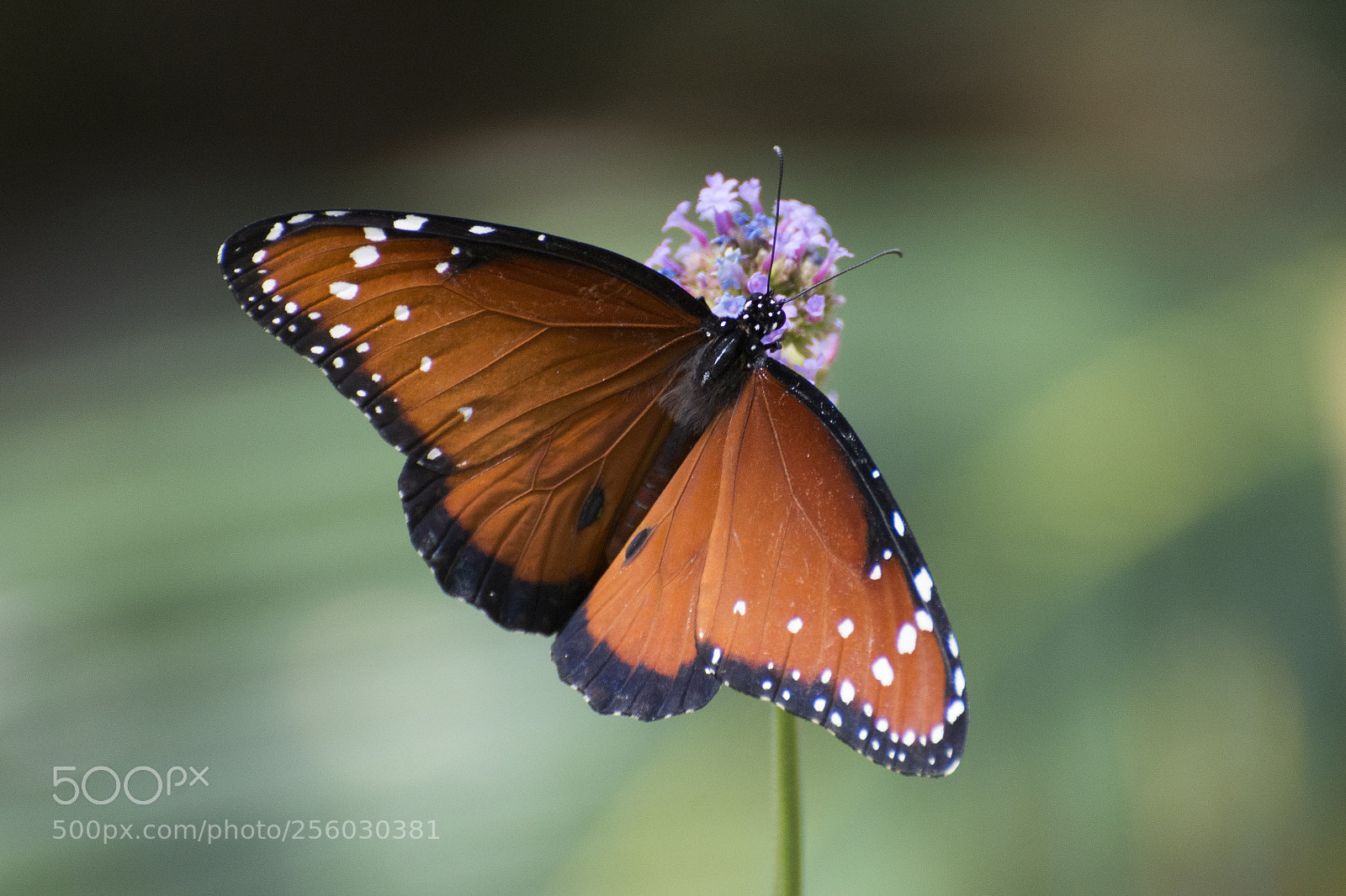 Nikon D7200 sample photo. Butterfly 2018-14 photography