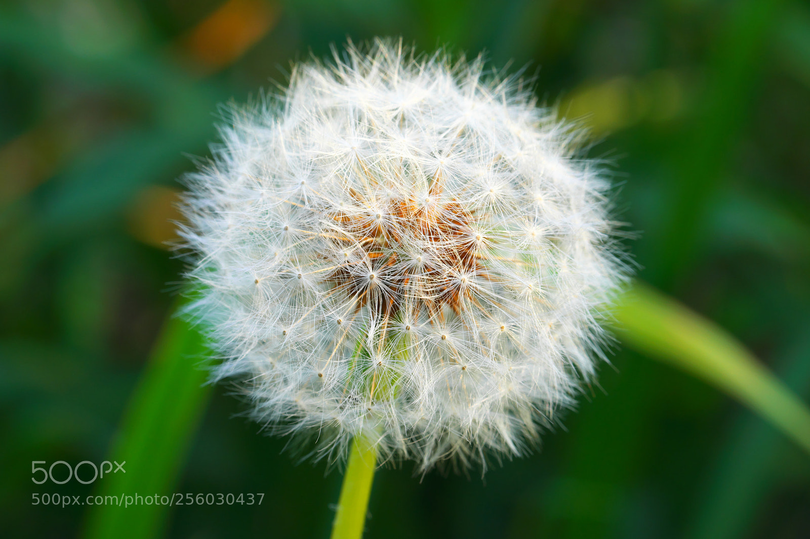 Fujifilm X-T2 sample photo. Dandelion photography