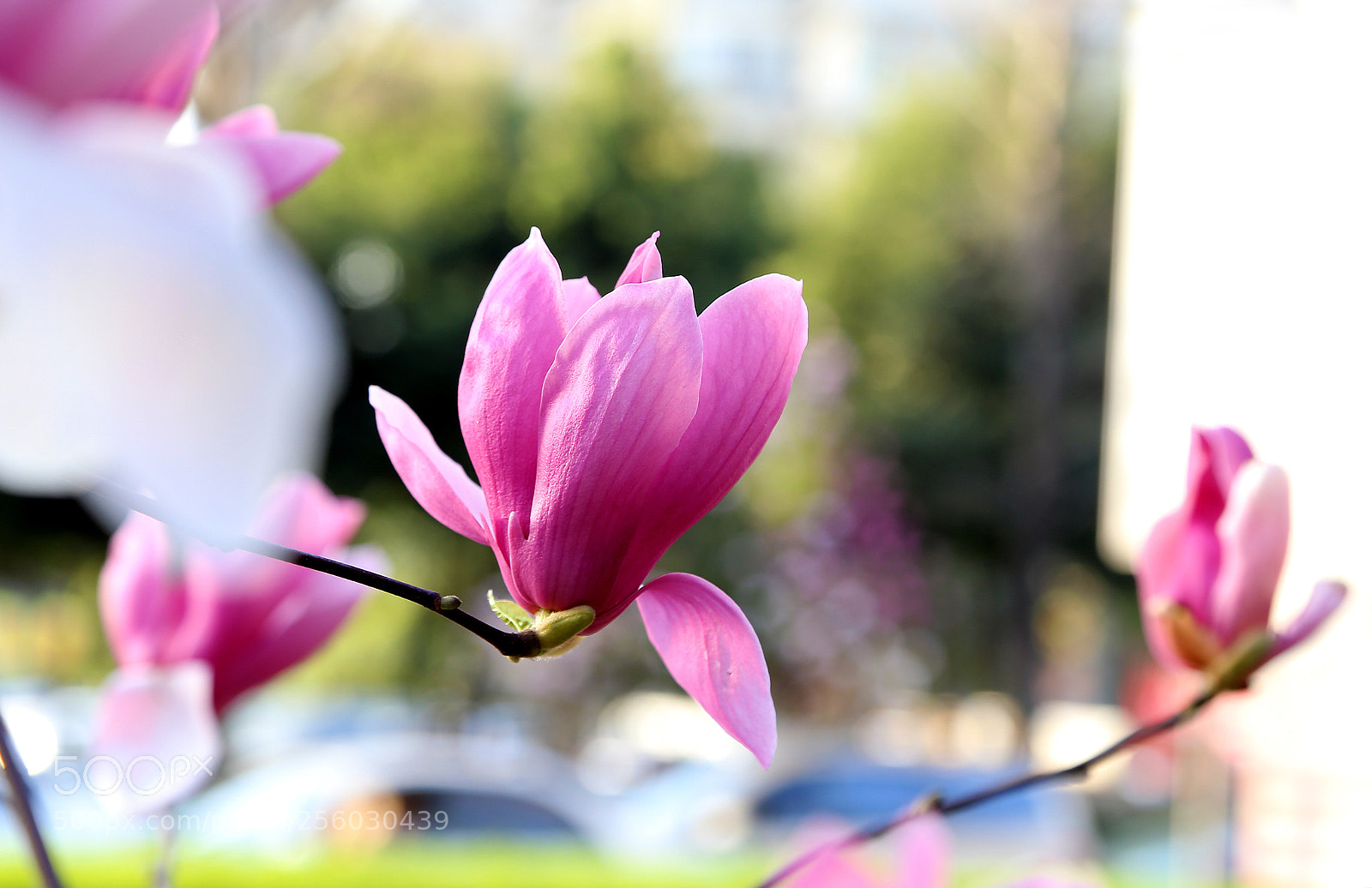 Canon EOS 6D sample photo. Magnolia 1 photography