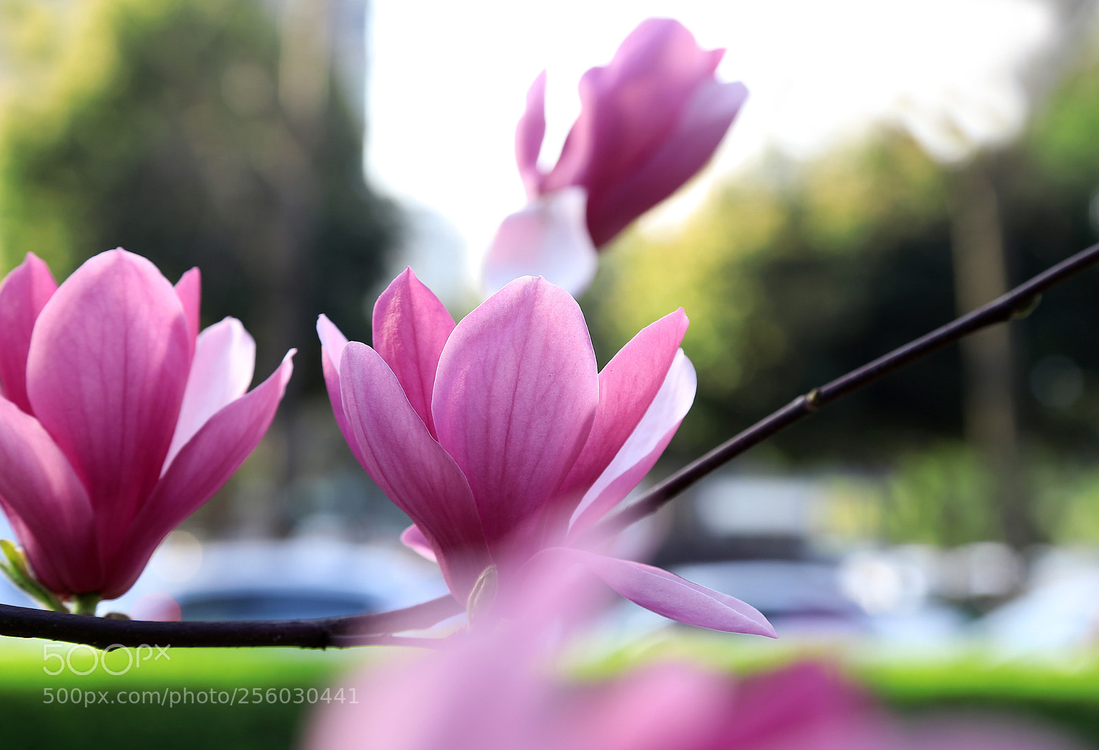Canon EOS 6D sample photo. Magnolia 2 photography