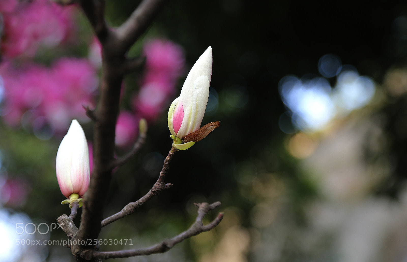 Canon EOS 6D sample photo. Magnolia 3 photography