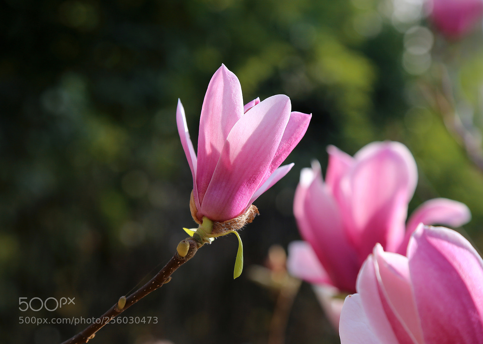 Canon EOS 6D sample photo. Magnolia 4 photography