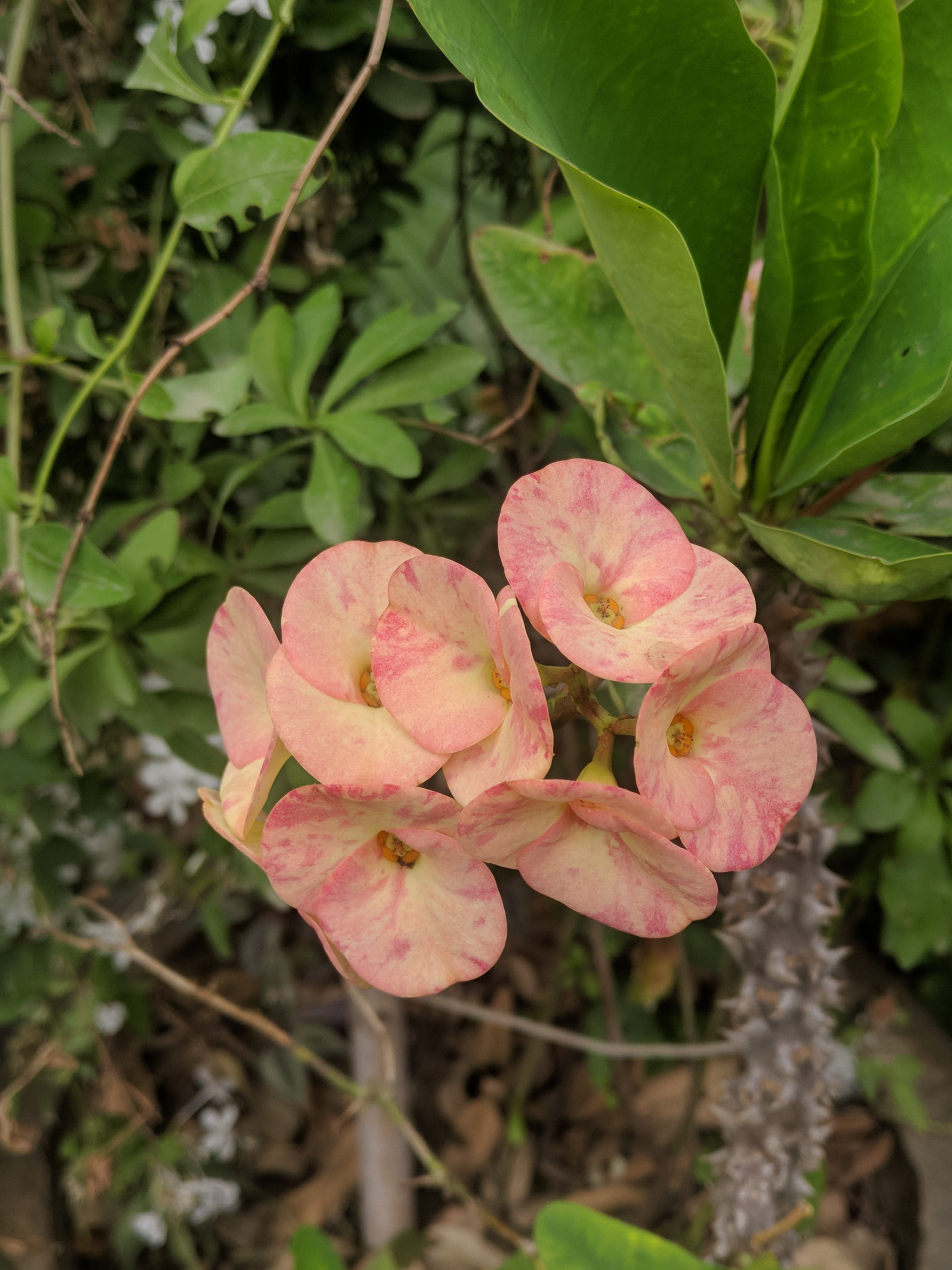 OnePlus A3010 sample photo. Beautiful flowers at my home photography