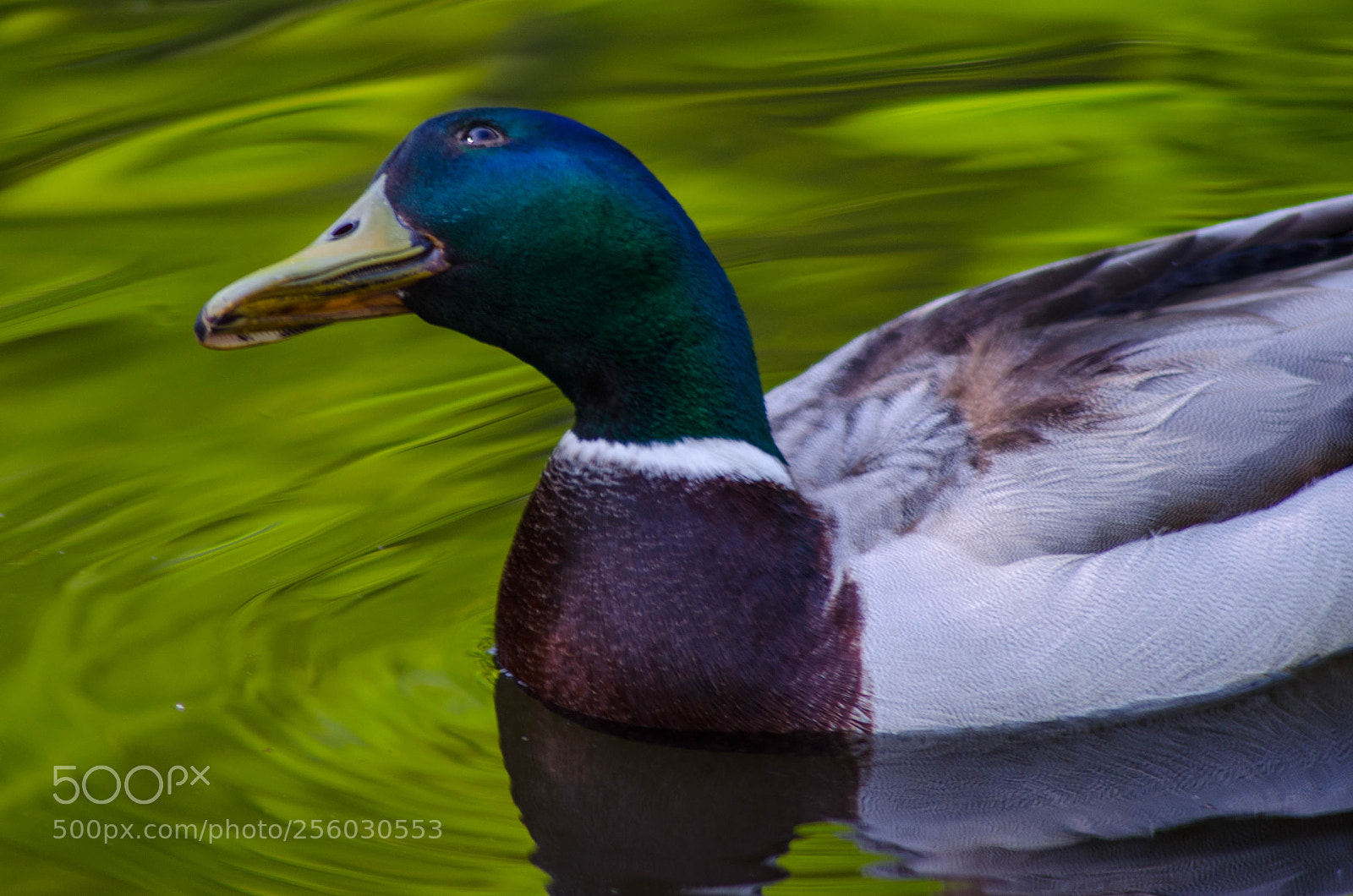 Nikon D5100 sample photo. Mallard #2 photography