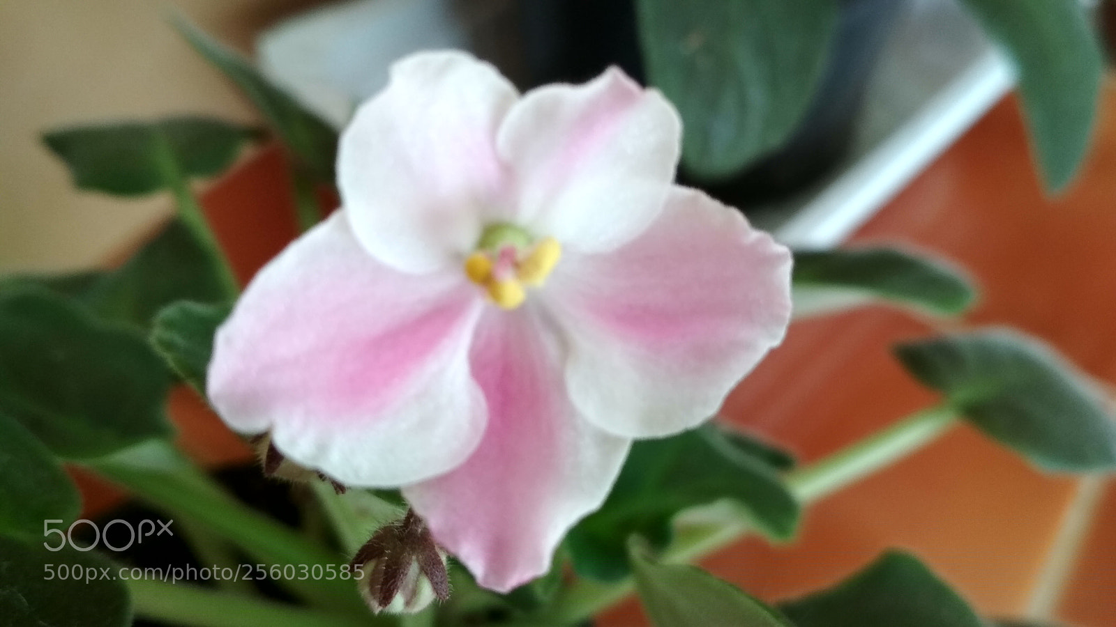 Xiaomi Redmi 4X sample photo. Untitled photography