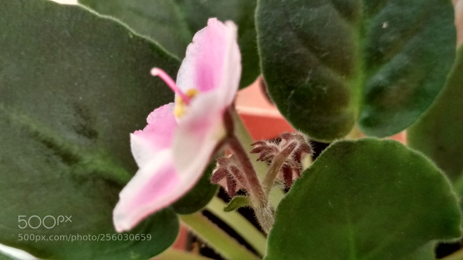 Xiaomi Redmi 4X sample photo. Untitled photography