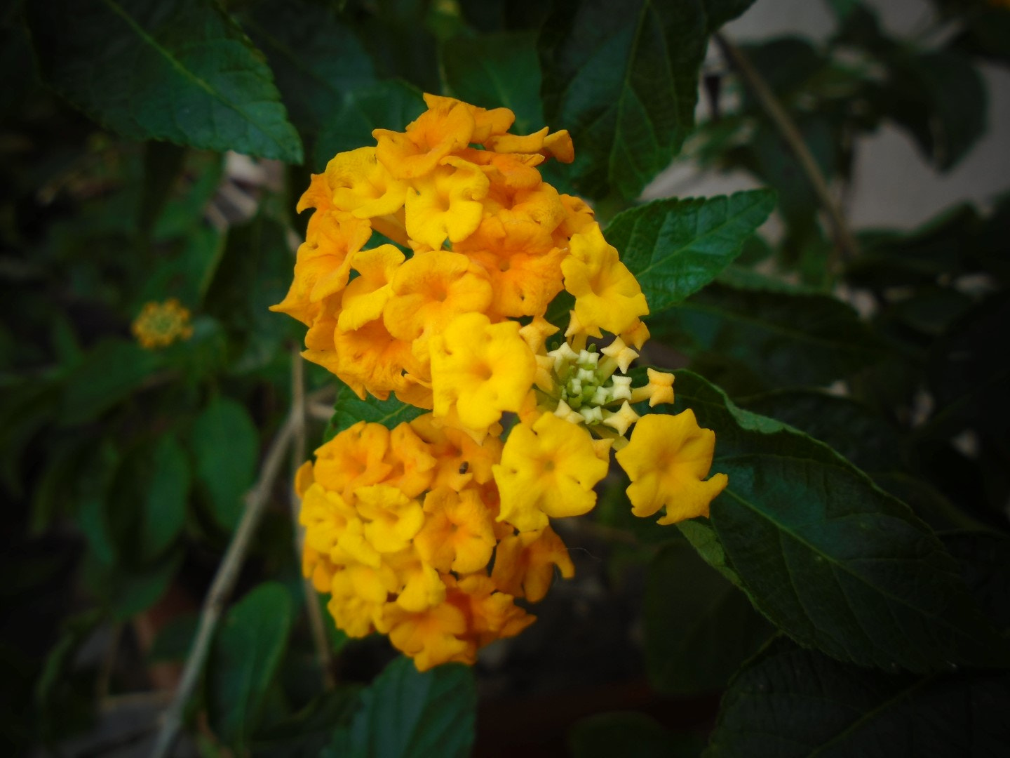 Sony Cyber-shot DSC-W800 sample photo. September 2017 011 photography