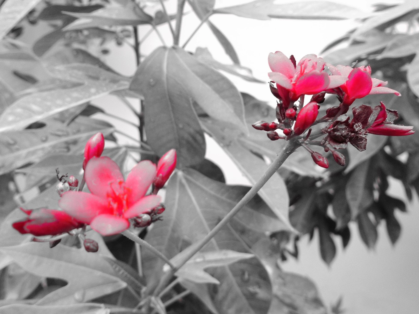 Sony Cyber-shot DSC-W800 sample photo. September 2017 020 photography