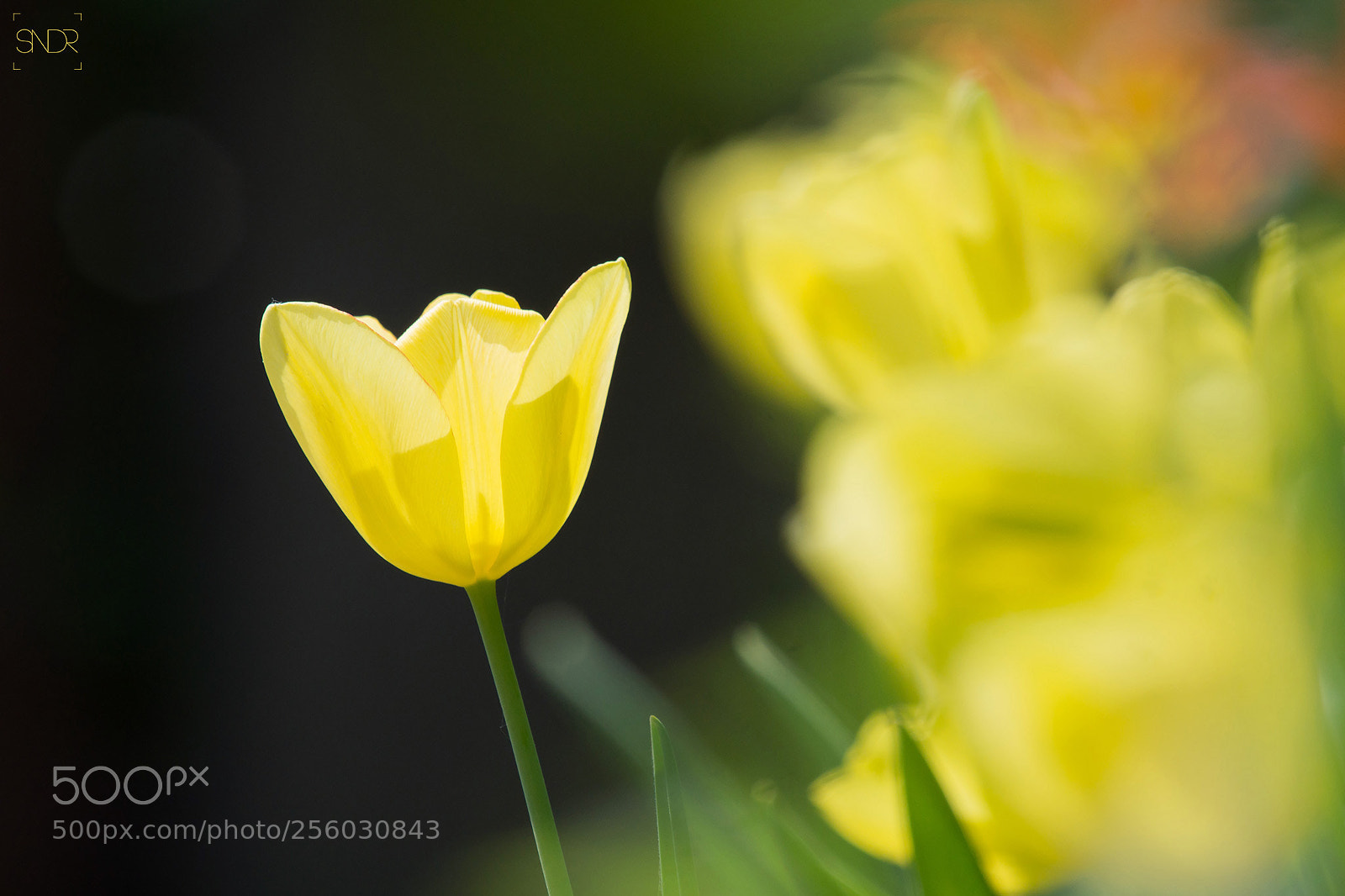 Sony SLT-A77 sample photo. Exceptional beauty photography