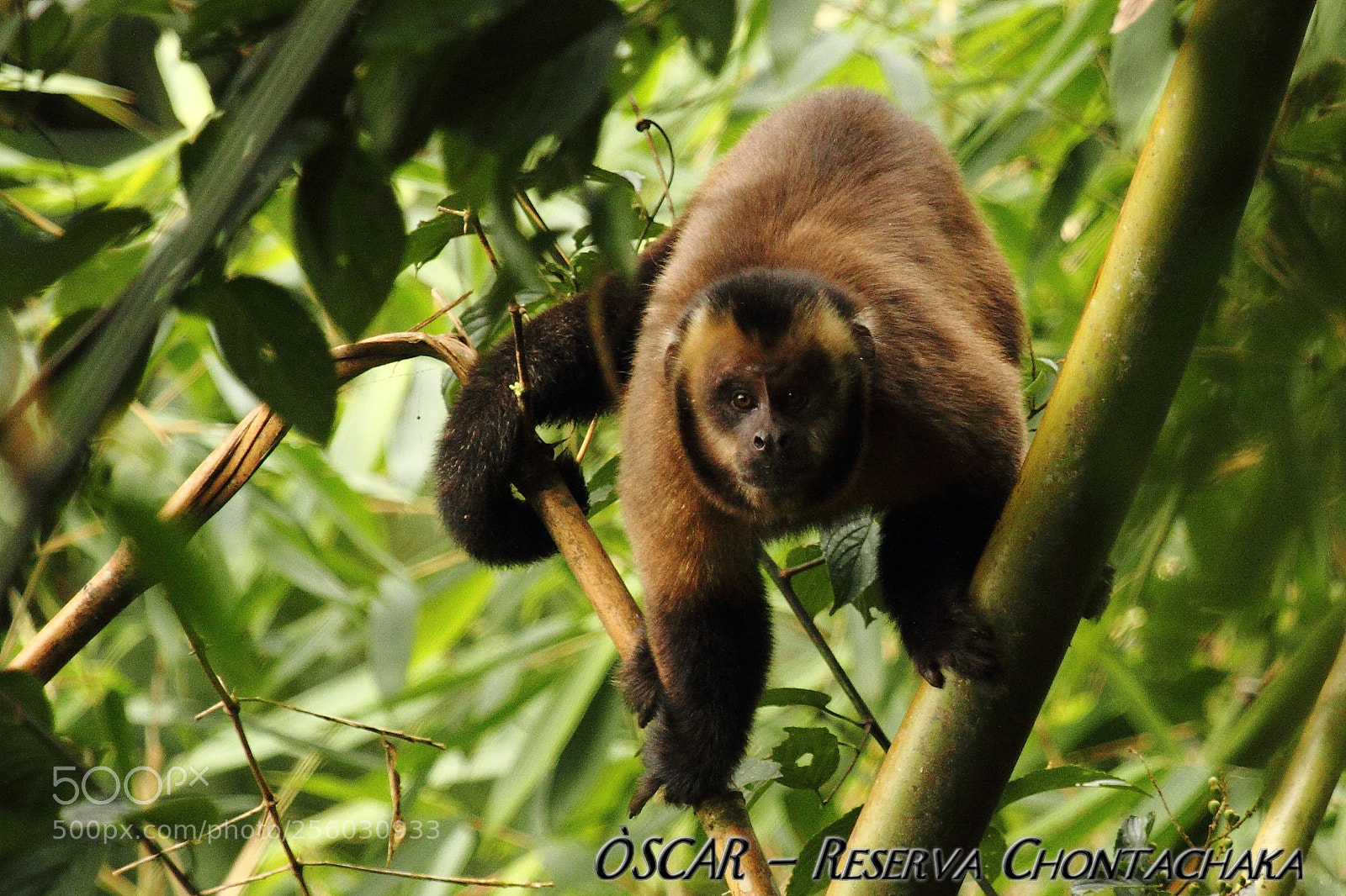 Canon EOS 60D sample photo. Biso photography