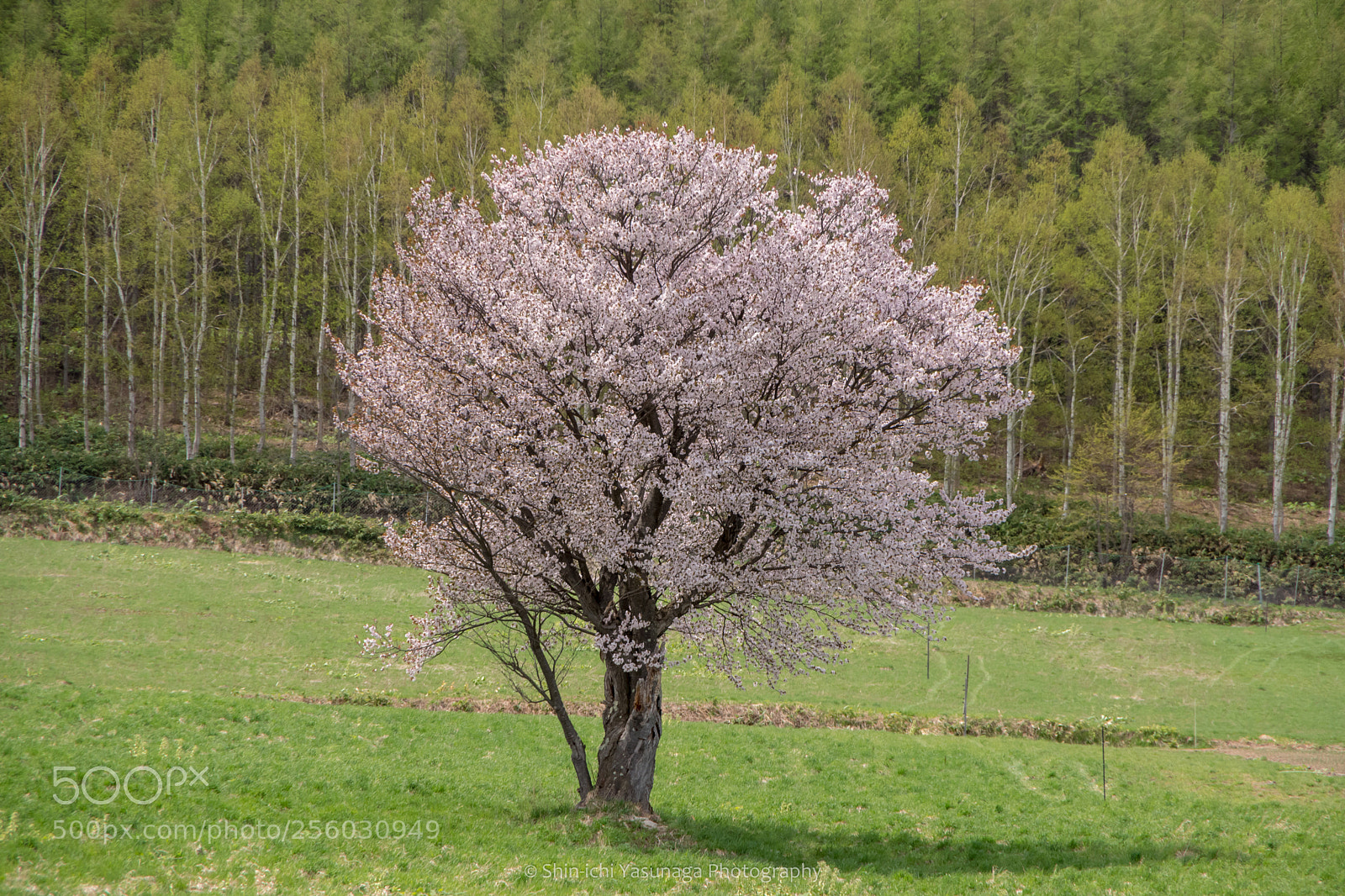 Pentax K-70 sample photo. A cherry tree photography