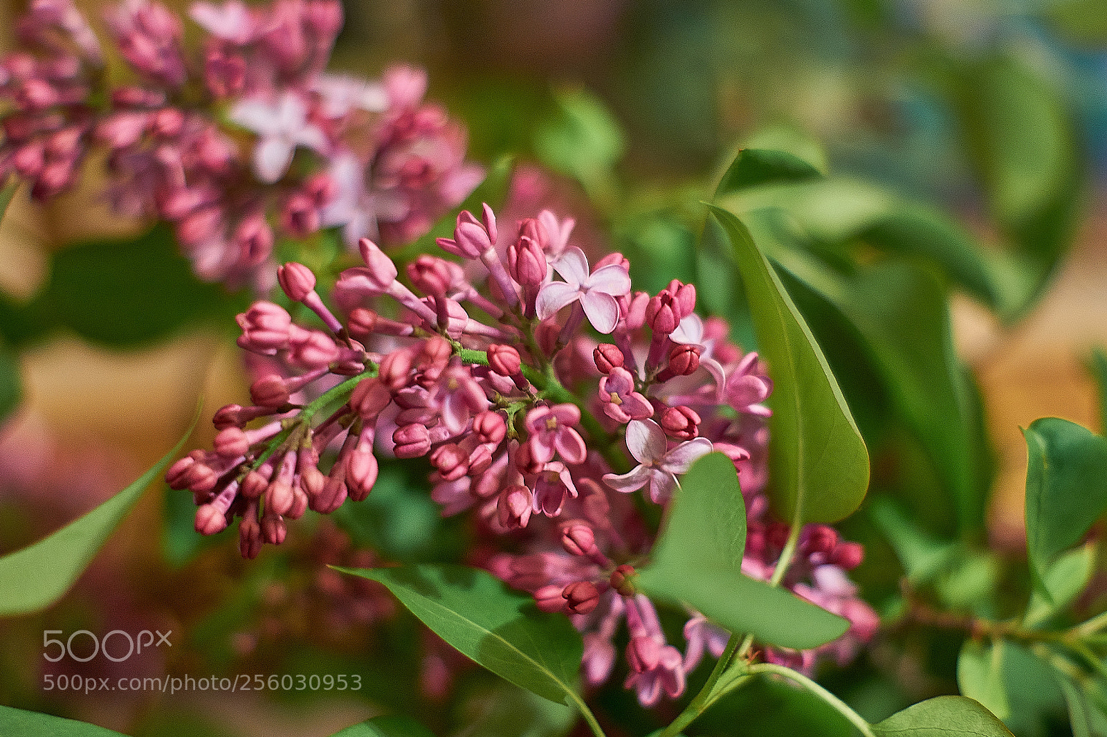 Sony SLT-A58 sample photo. Lilas photography
