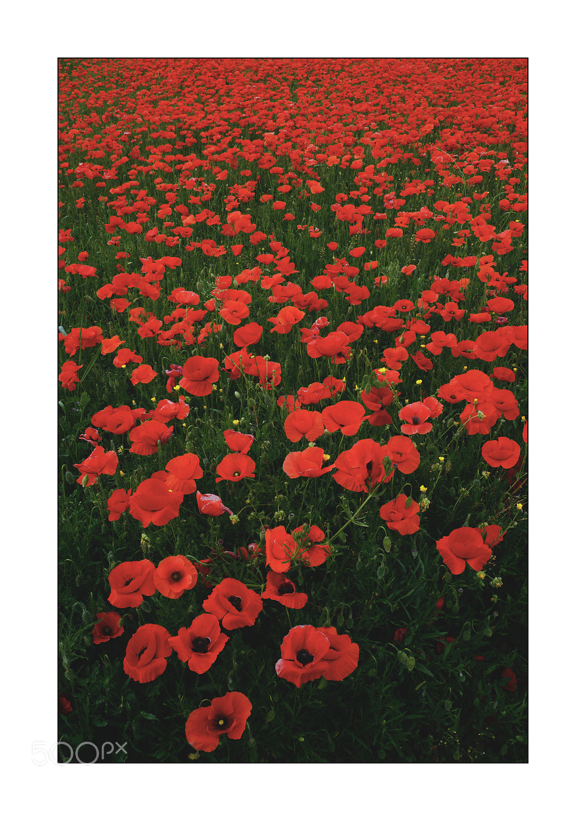 Canon EOS 5D Mark IV sample photo. I papaveri photography