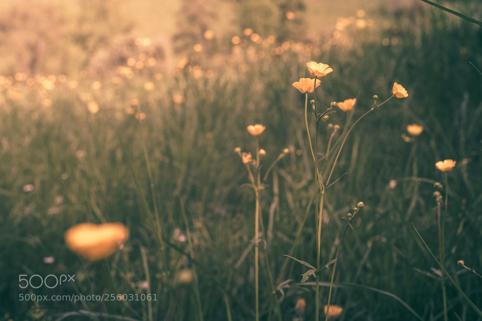 Sony a7R II sample photo. Like fireflies photography