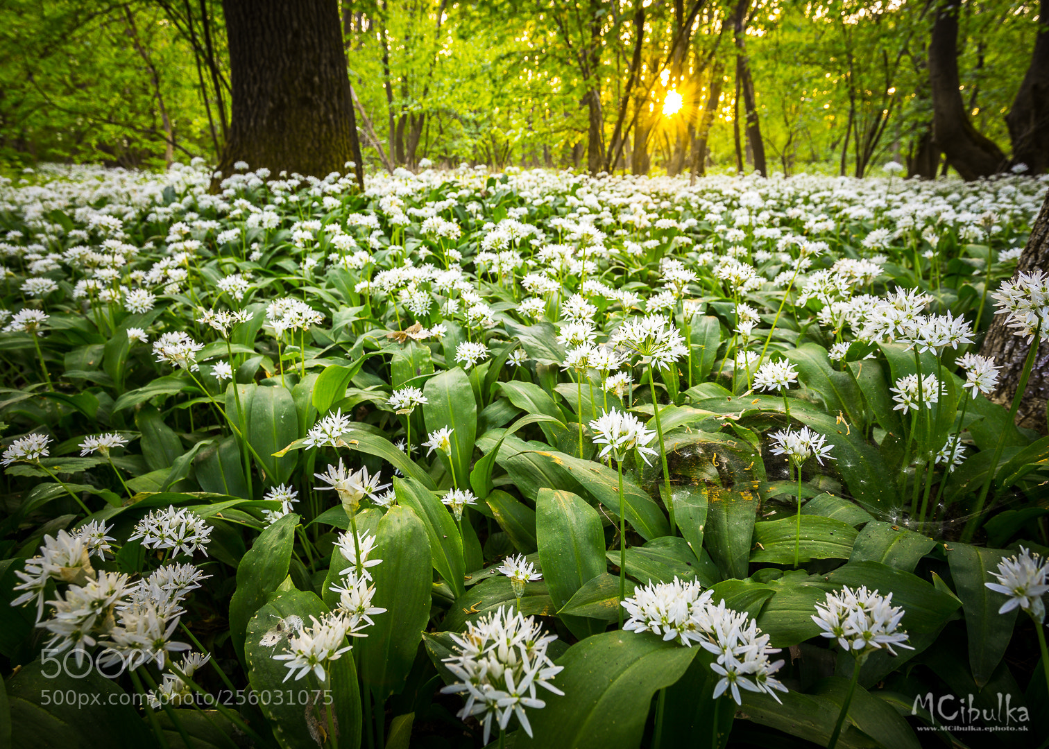 Canon EOS 6D sample photo. Cesnakovo photography