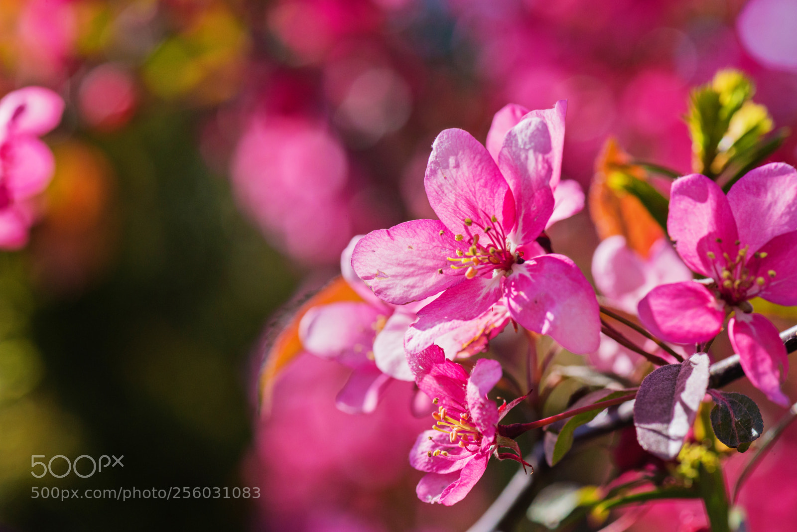 Nikon D610 sample photo. Pink flowers on the photography