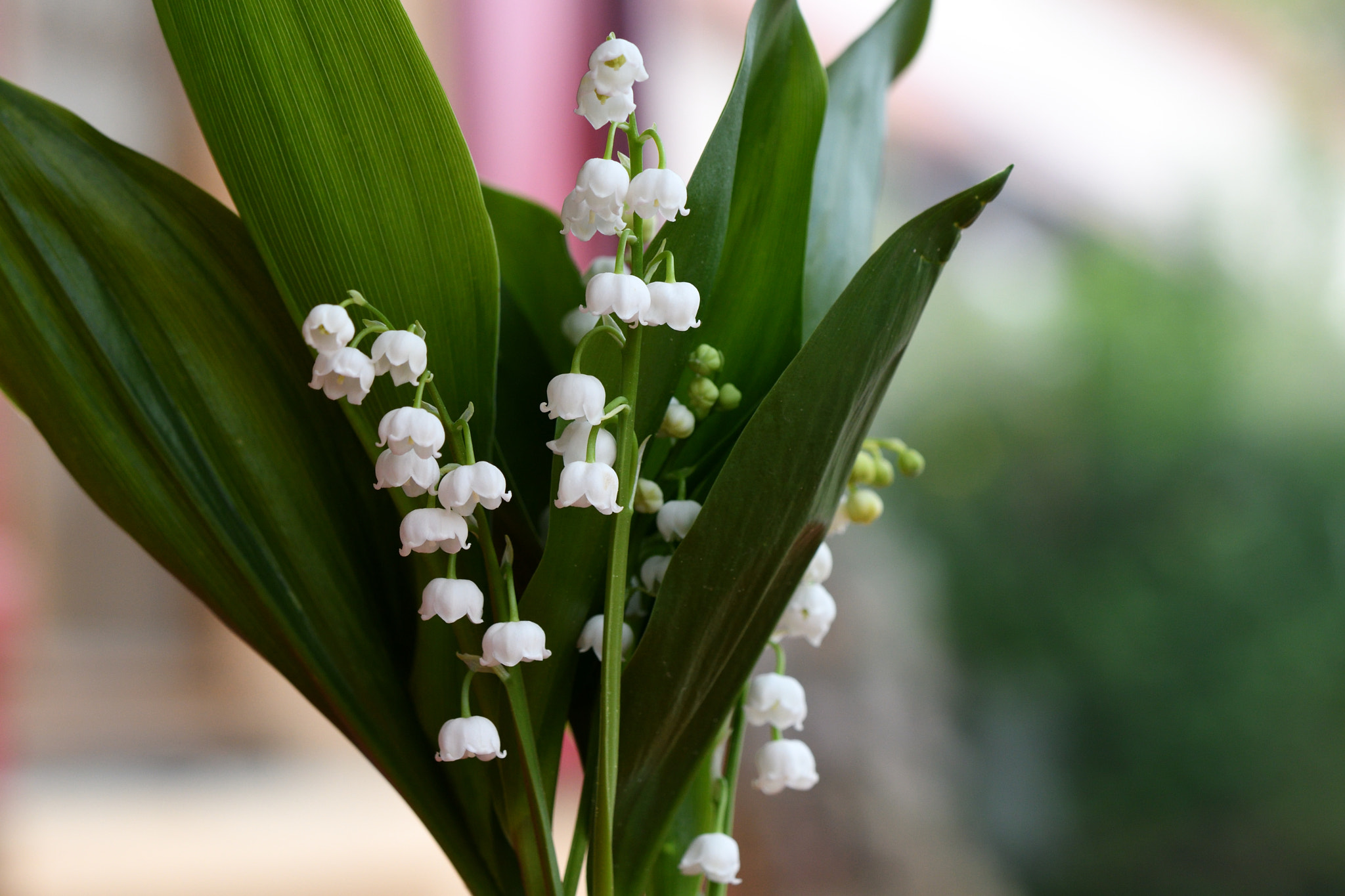 Nikon AF-S DX Micro-Nikkor 85mm F3.5G ED VR sample photo. Muguet.jpg photography