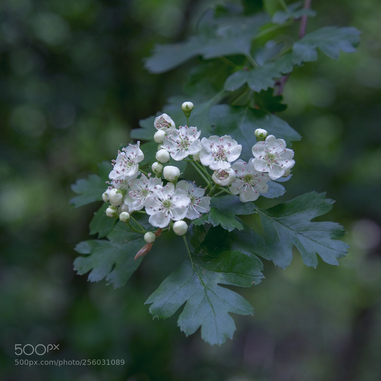 Canon EOS 6D sample photo. Aubépine photography