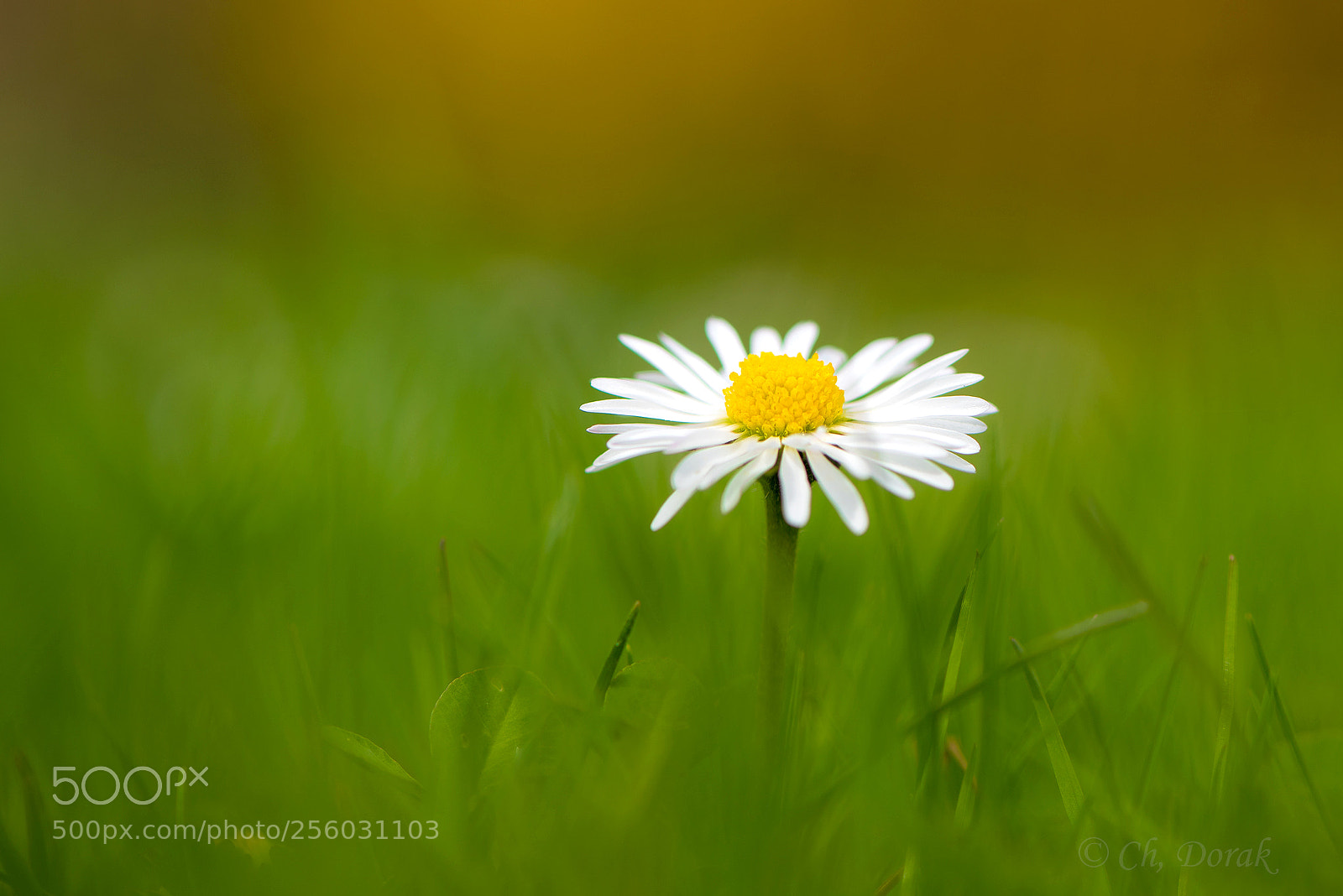 Nikon D750 sample photo. Lonely daisy photography