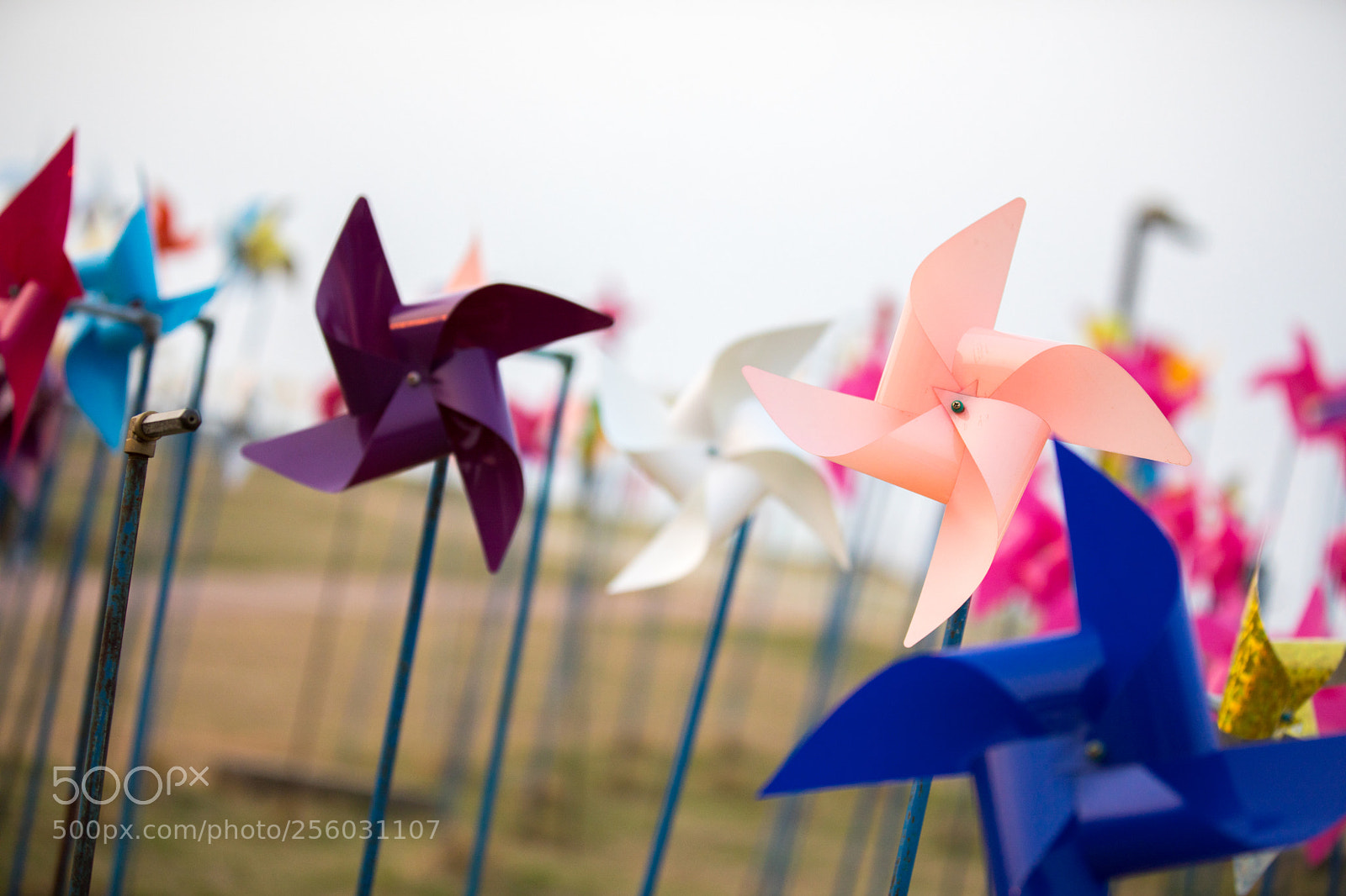 Canon EOS 5D Mark IV sample photo. Untitled photography