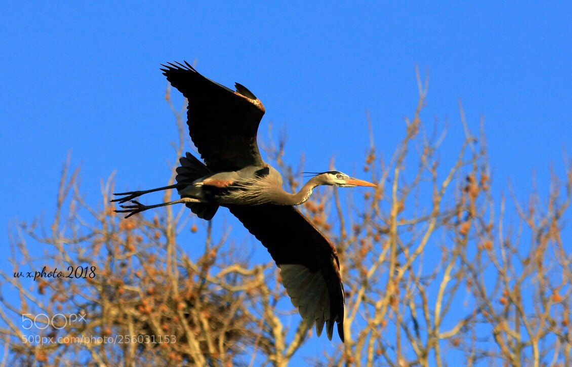 Canon EOS 7D Mark II sample photo. Go home photography