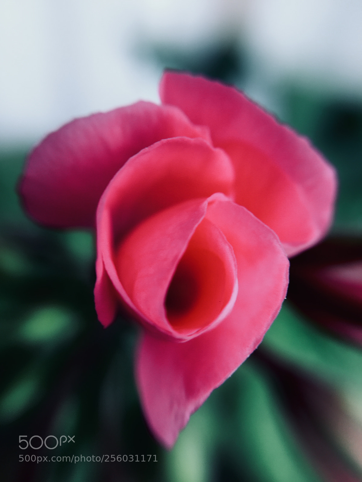 Apple iPhone 6s sample photo. Rose photography