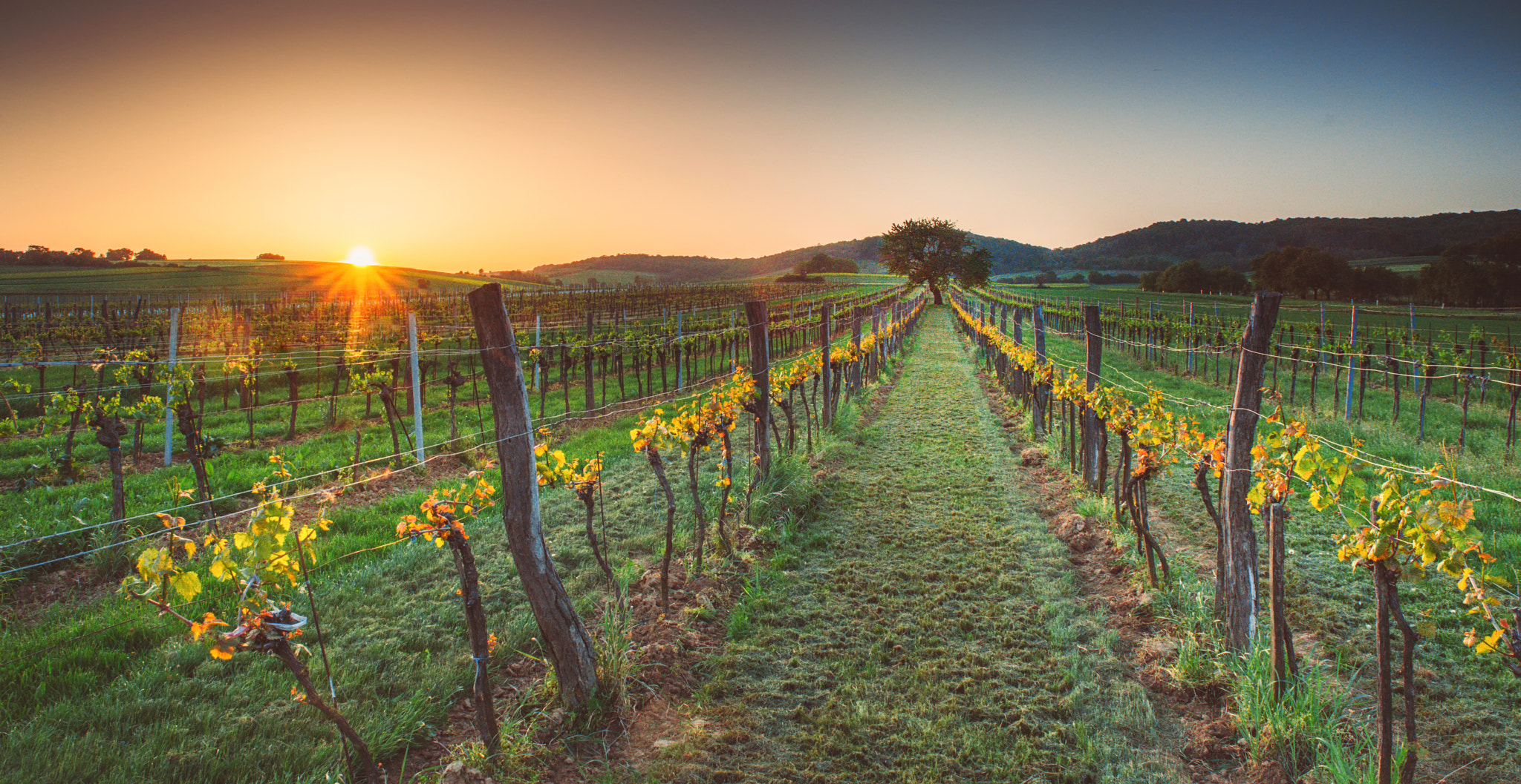 Pentax K-1 Mark II sample photo. Spring vineyard photography