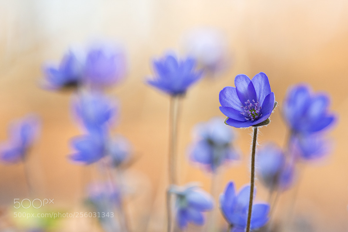 Nikon D7200 sample photo. Hepatica photography