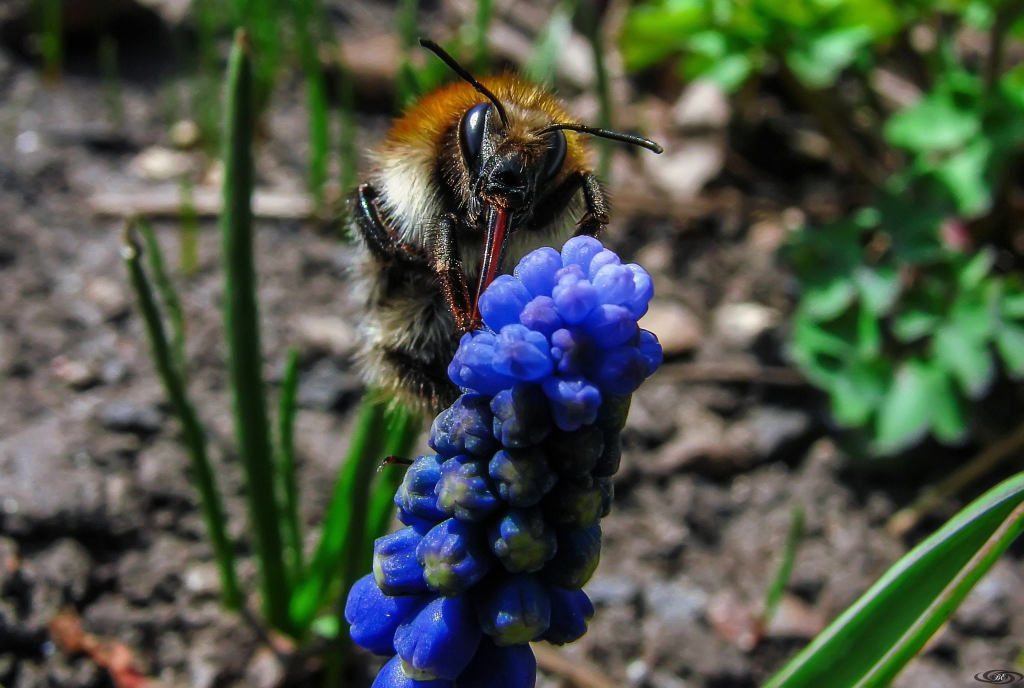 Sony DSC-H5 sample photo. Sharp-tongued bumblebee photography