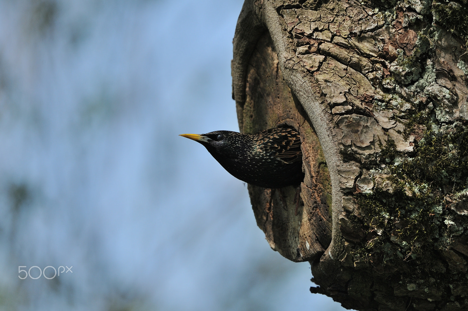 Nikon D3 + Sigma 150-600mm F5-6.3 DG OS HSM | C sample photo. Common starling photography