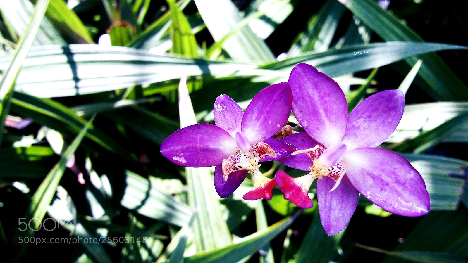 Samsung Galaxy A5(2016) sample photo. Untitled photography