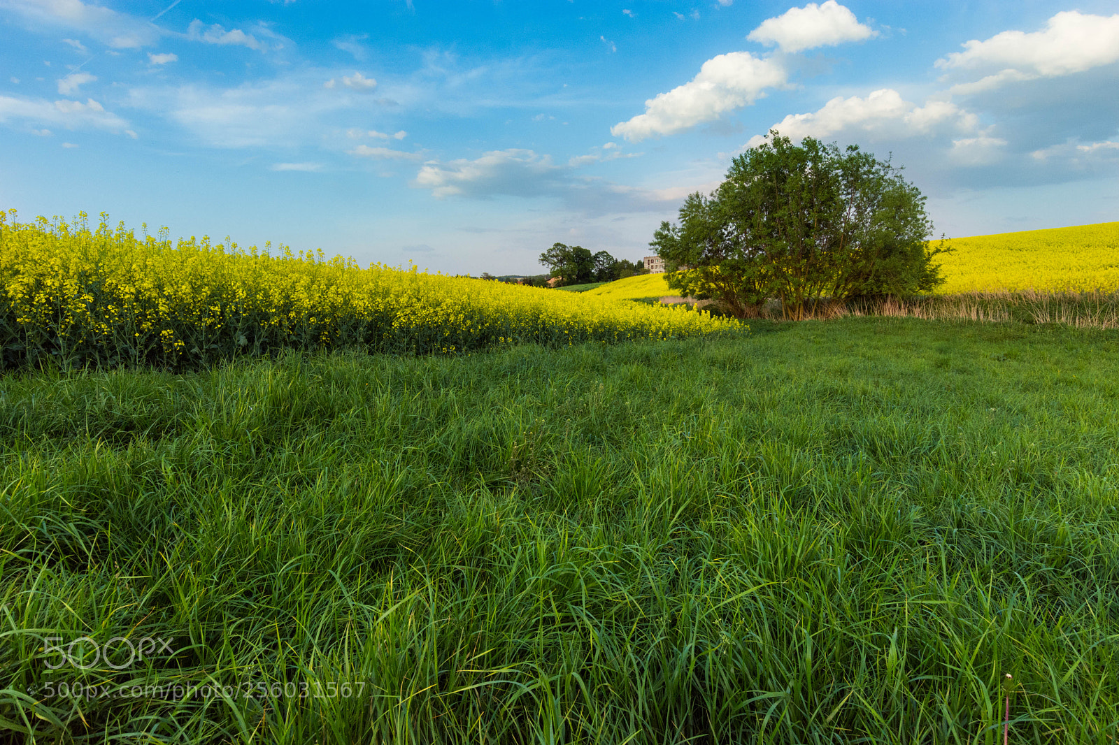 Nikon D7200 sample photo. May photography