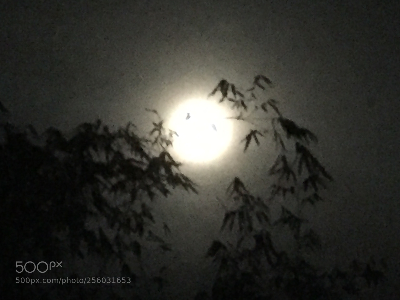 Apple iPhone 6 sample photo. Untitled photography