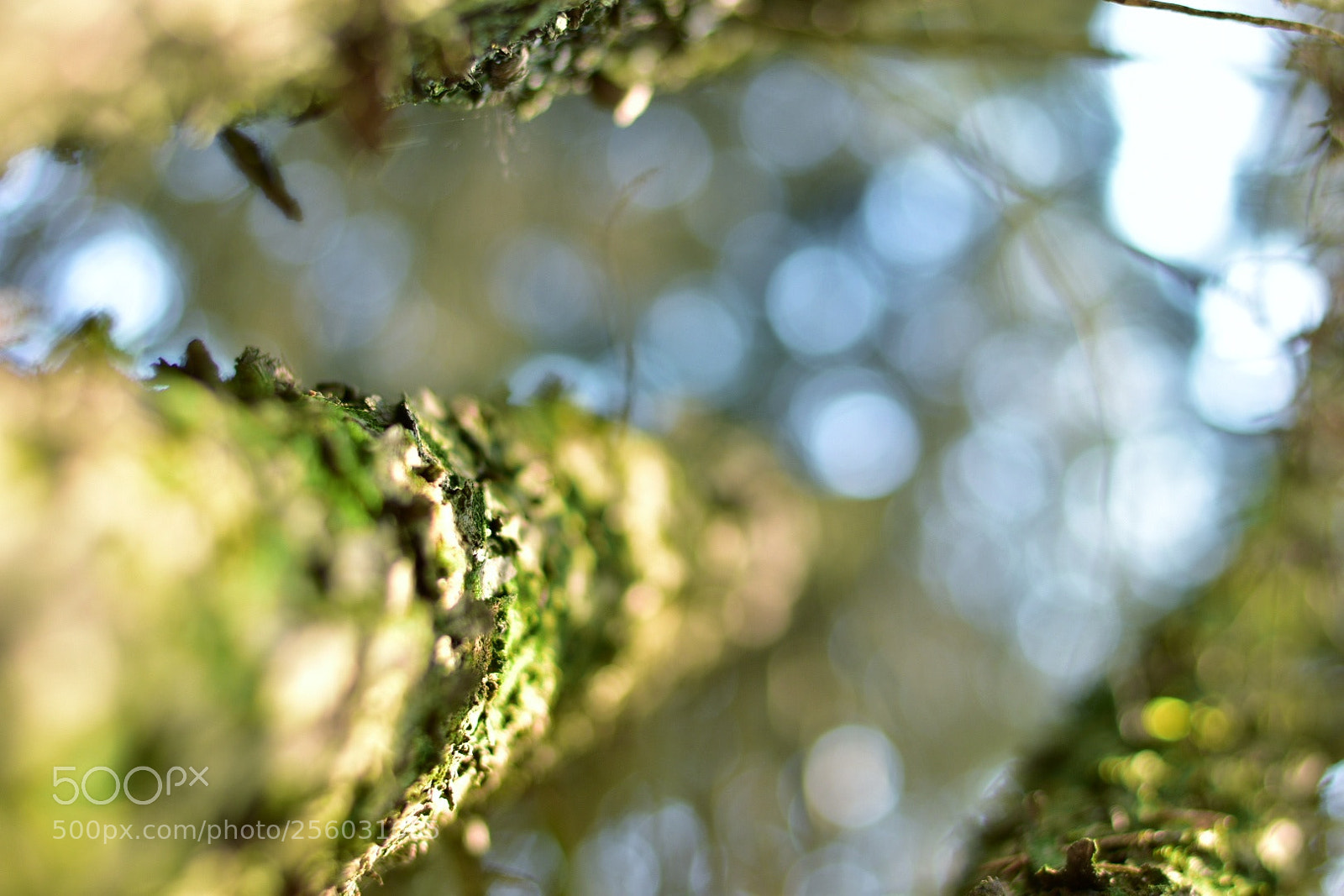 Nikon D3400 sample photo. Pinus photography