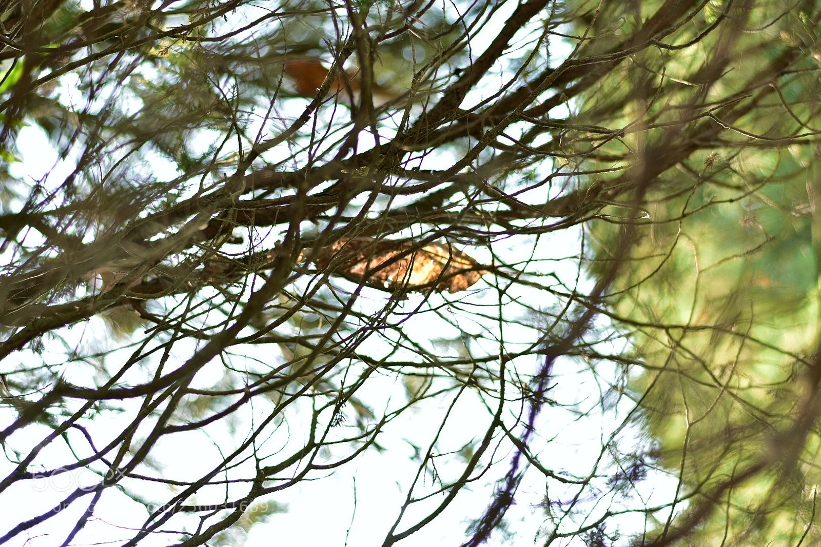 Nikon D3400 sample photo. Pinus photography