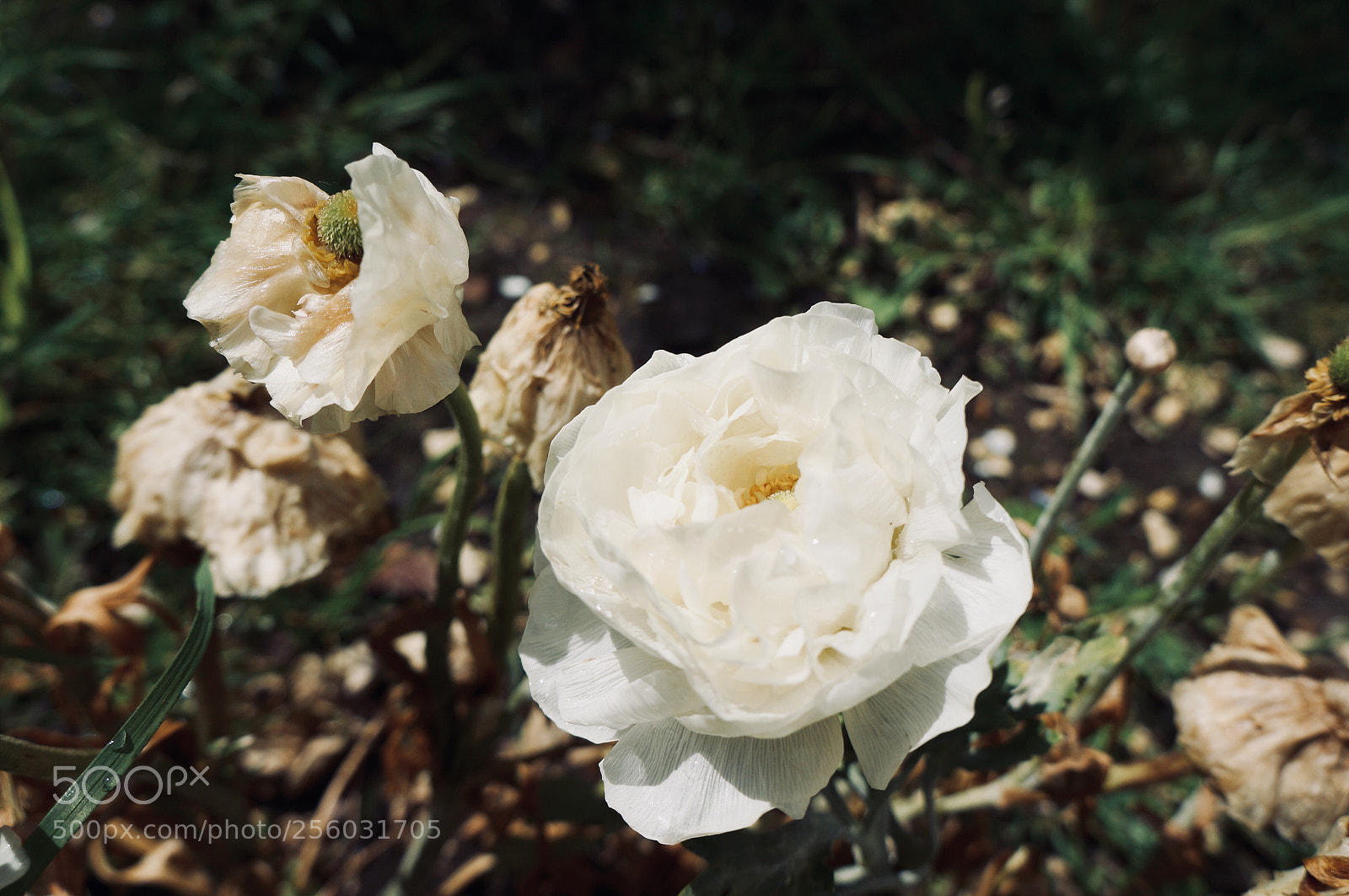 Sony Alpha NEX-5N sample photo. White flowers photography