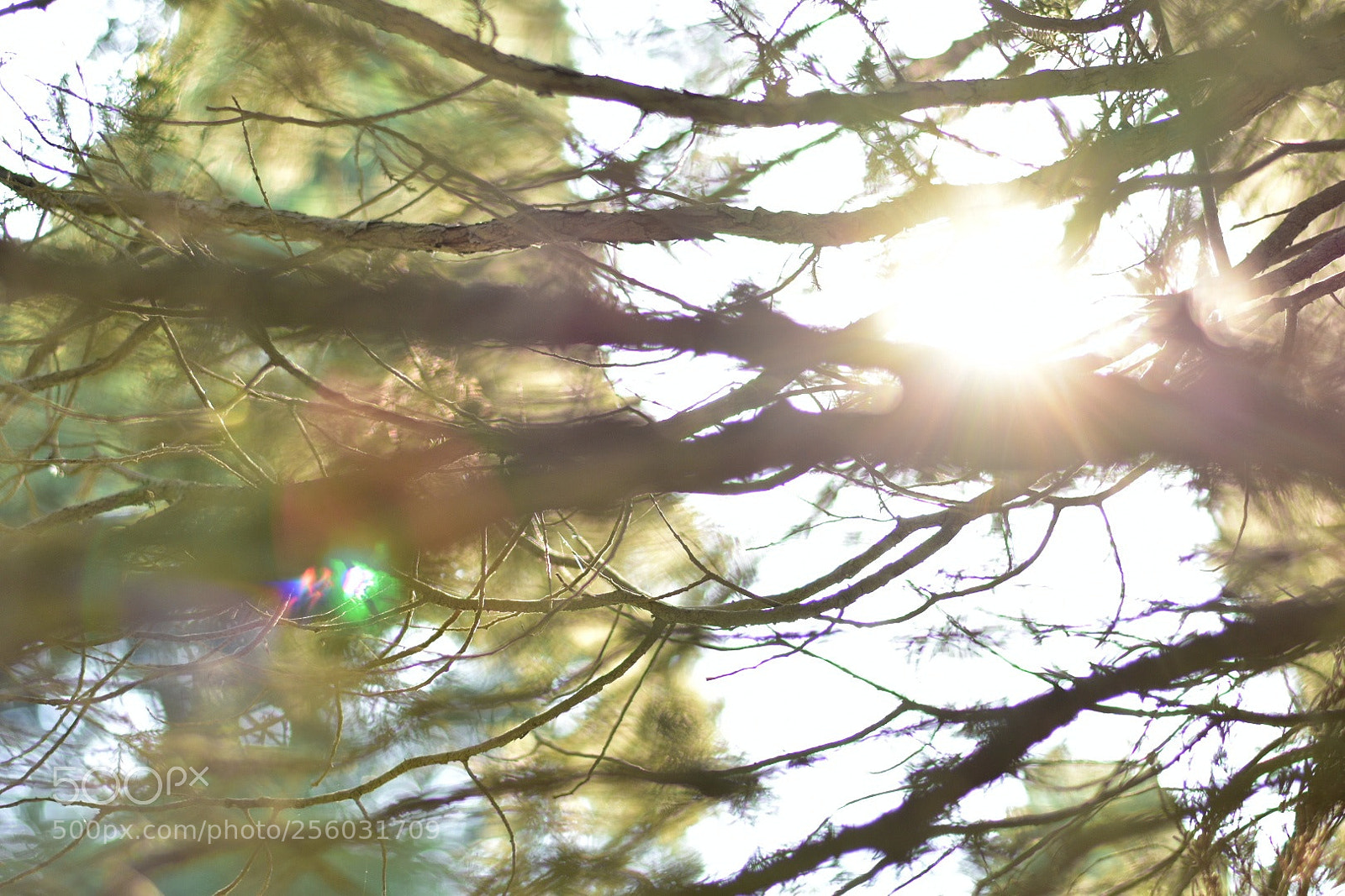 Nikon D3400 sample photo. Pinus photography