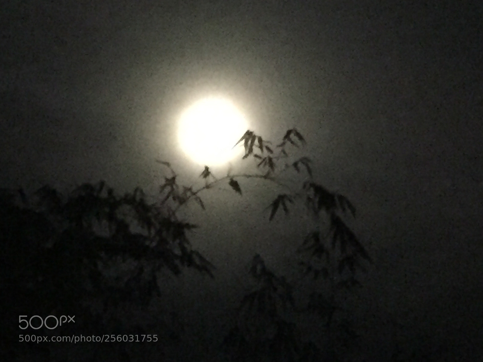 Apple iPhone 6 sample photo. Untitled photography