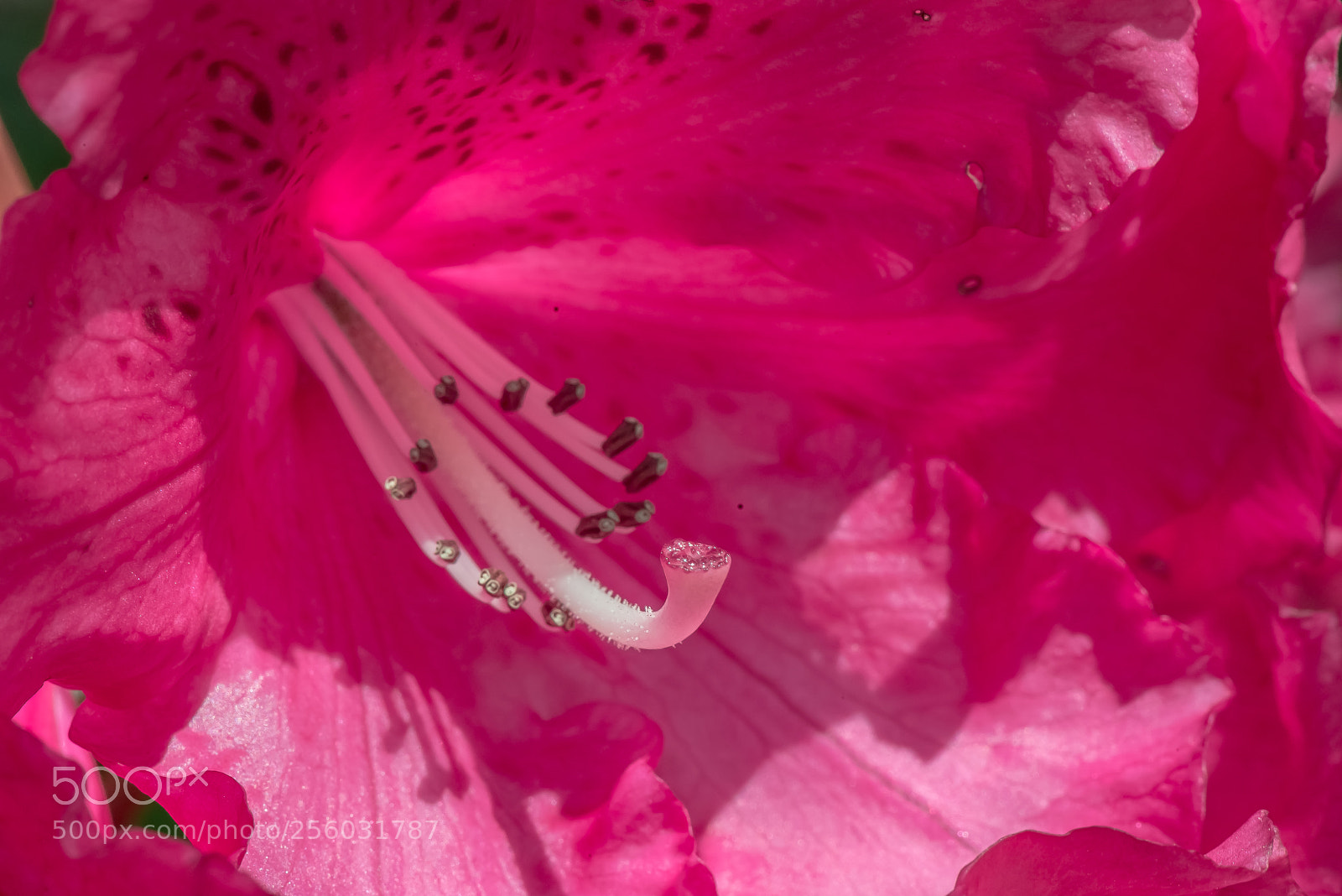 Nikon D800E sample photo. Western rhododendron photography