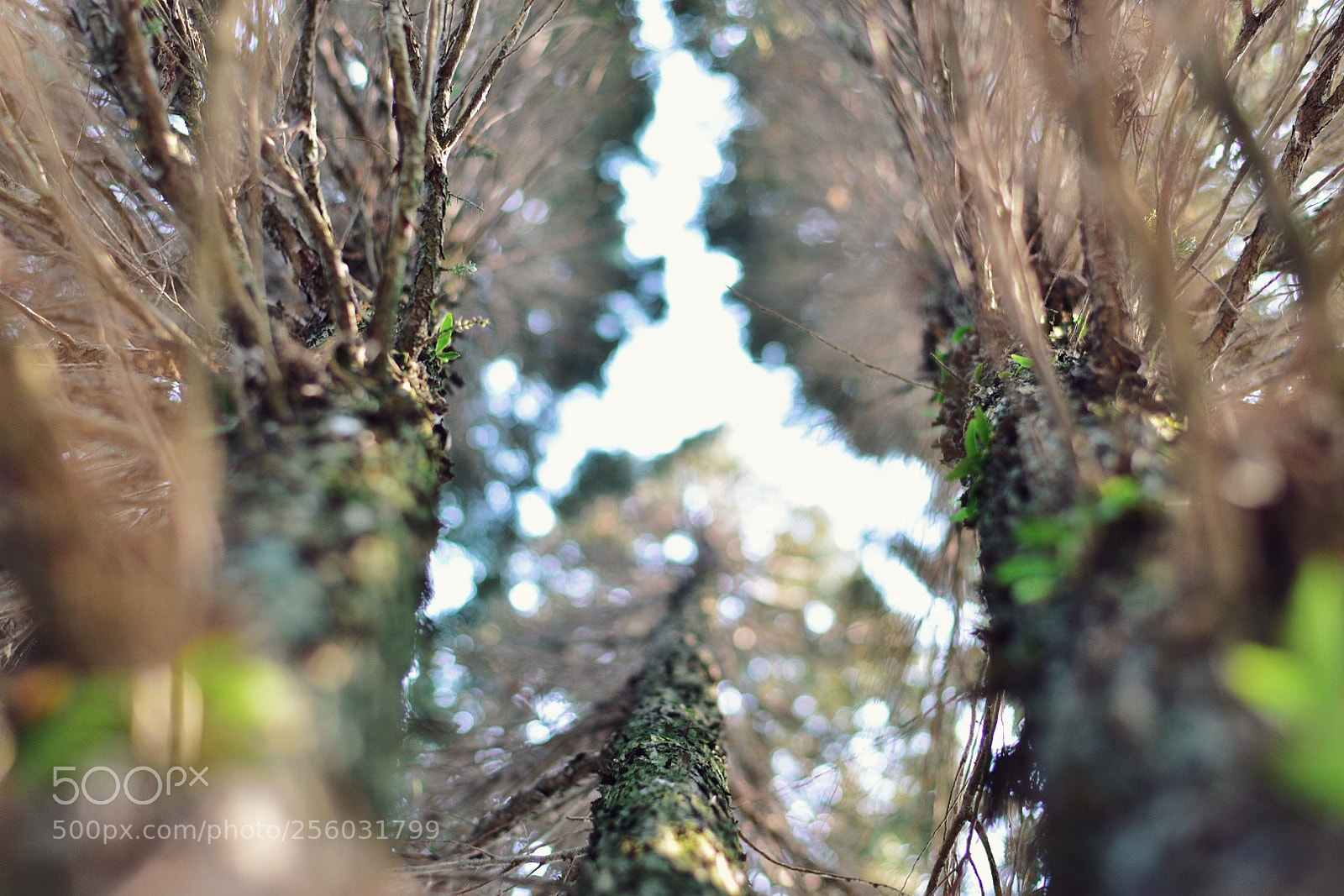 Nikon D3400 sample photo. Pinus photography