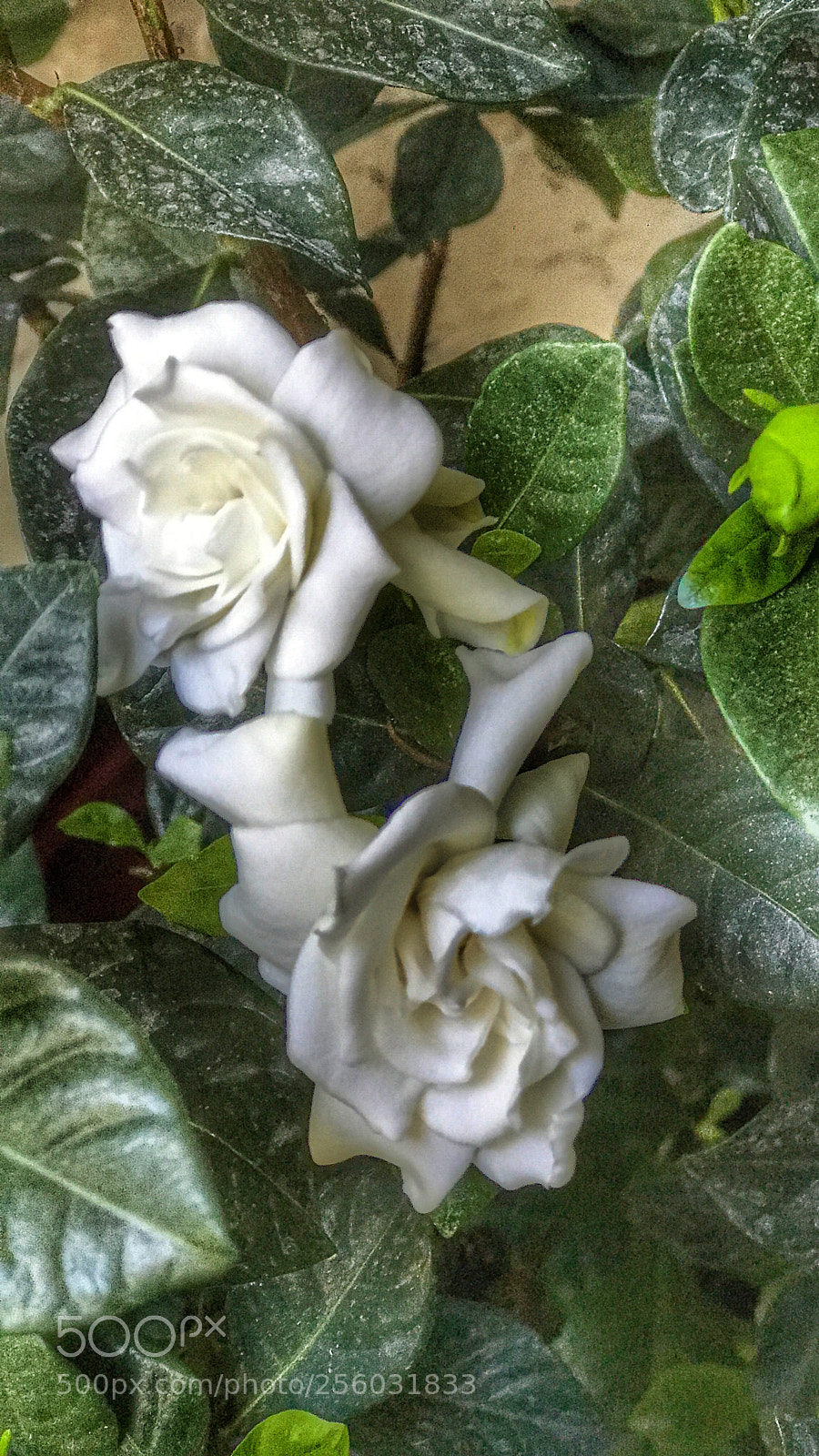 Apple iPhone 7 Plus sample photo. Gardenias  photography