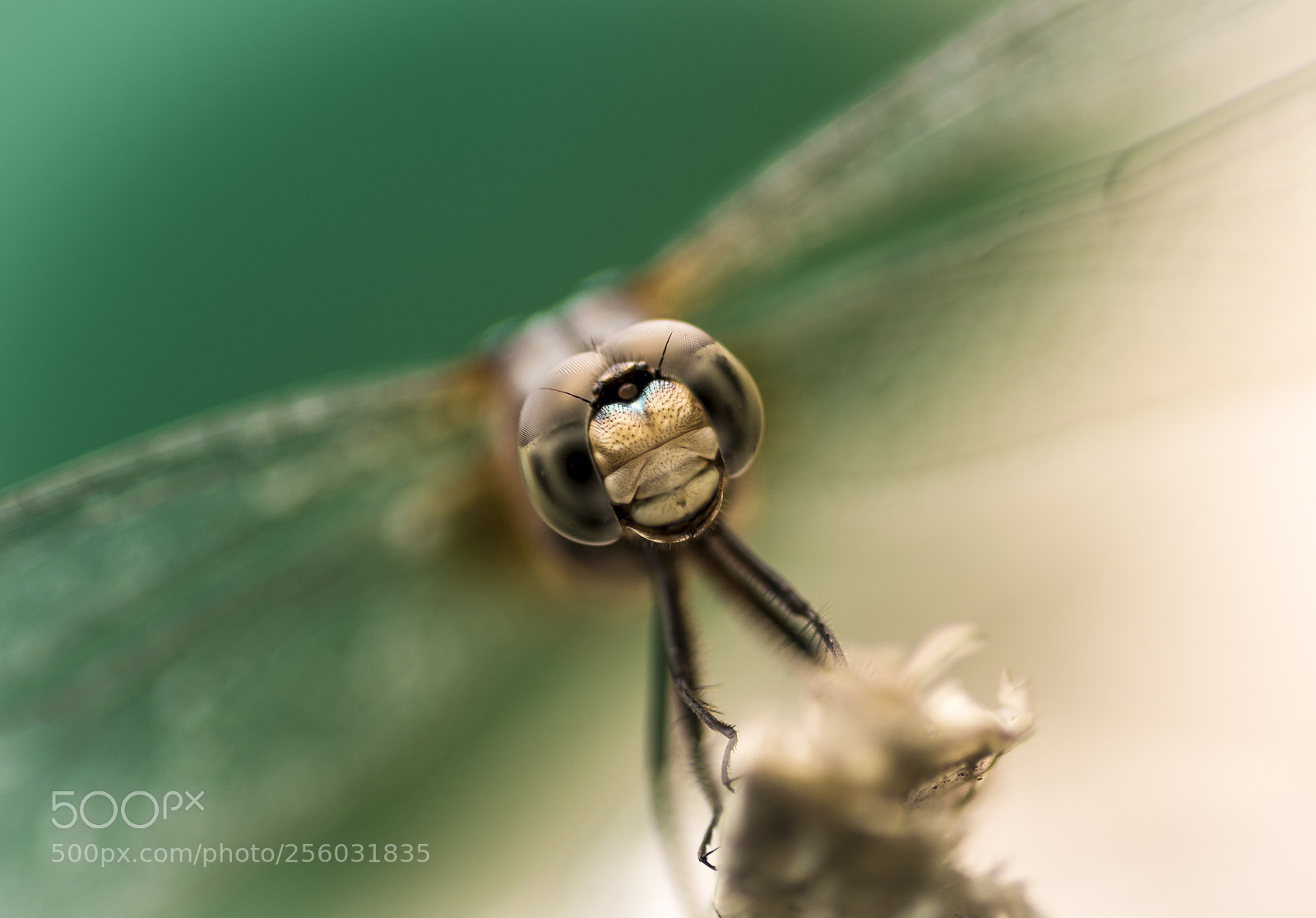 Nikon D750 sample photo. Dragonfly - front view photography