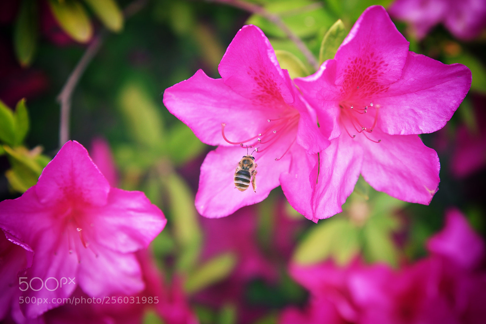 Nikon D750 sample photo. Apidae photography