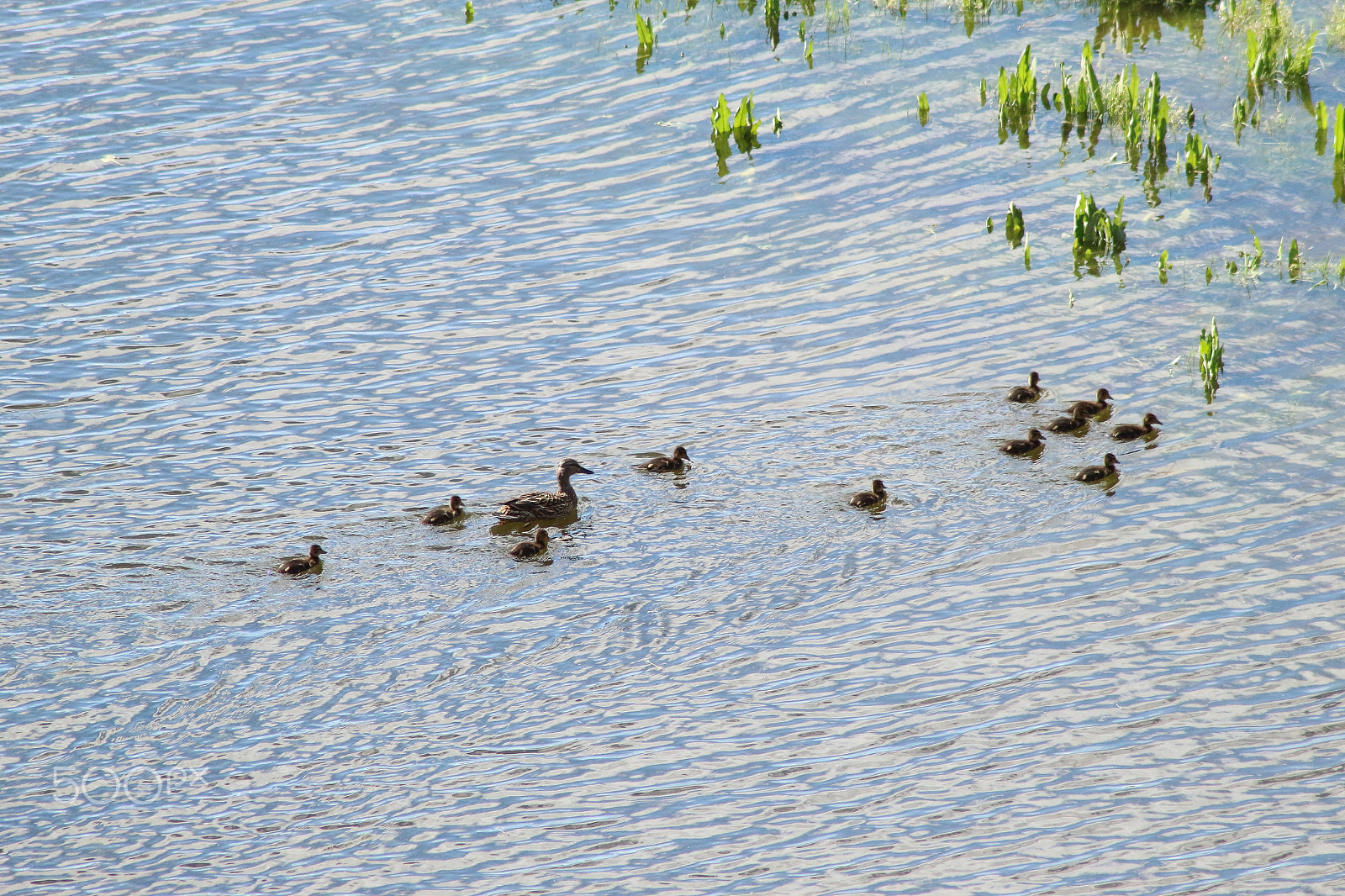 Canon EOS M10 sample photo. Img photography