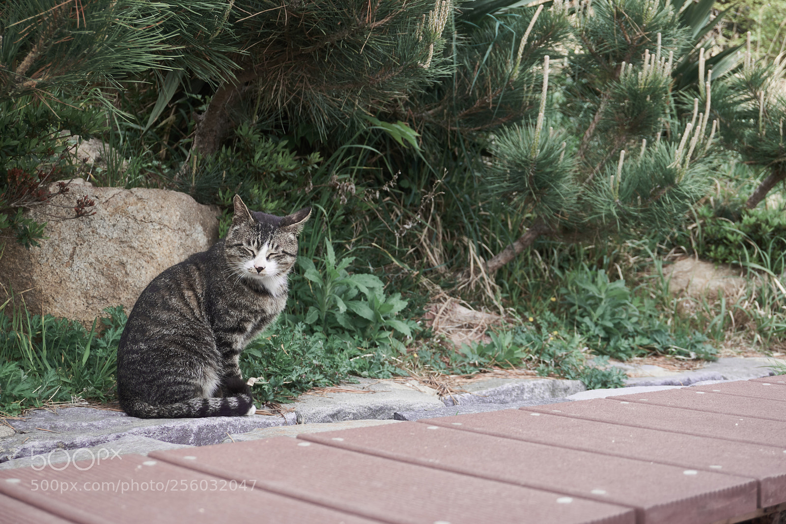 Sony a6000 sample photo. Korea cat photography